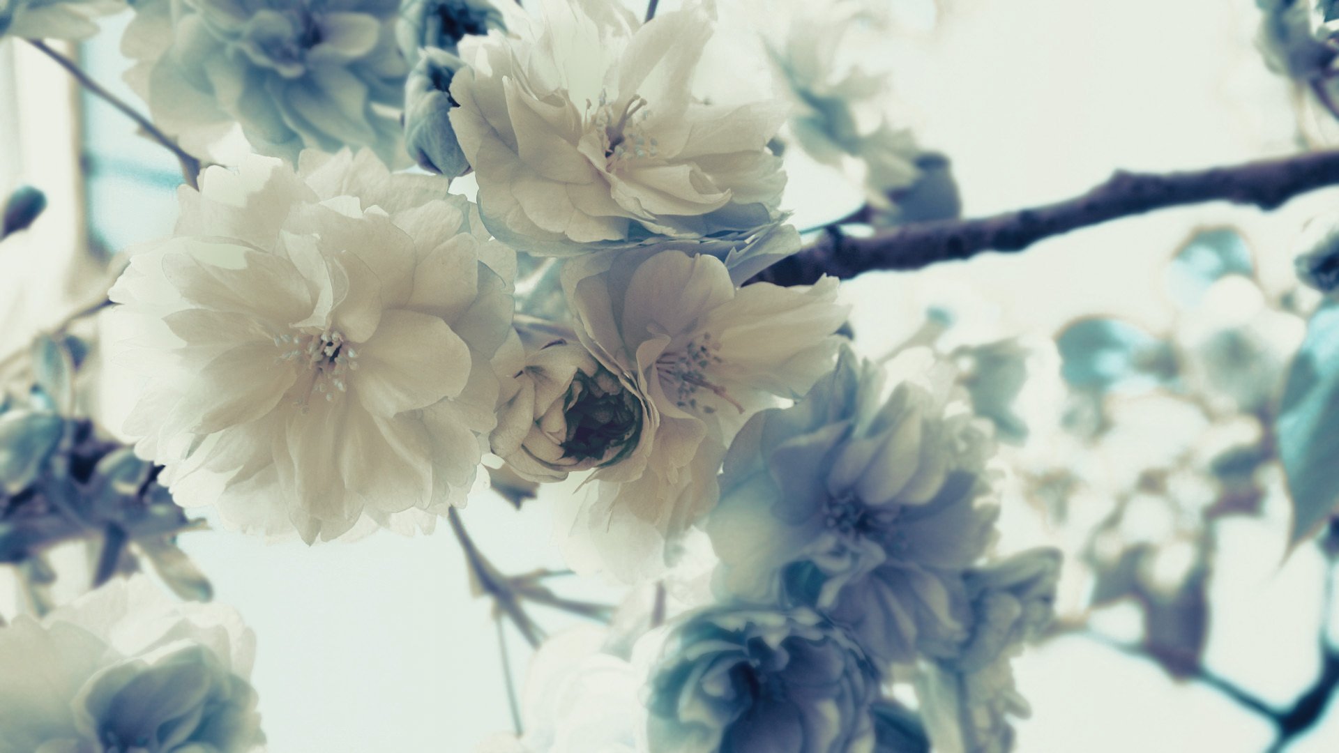 flowers sakura petals branches buds tree macro nature plant