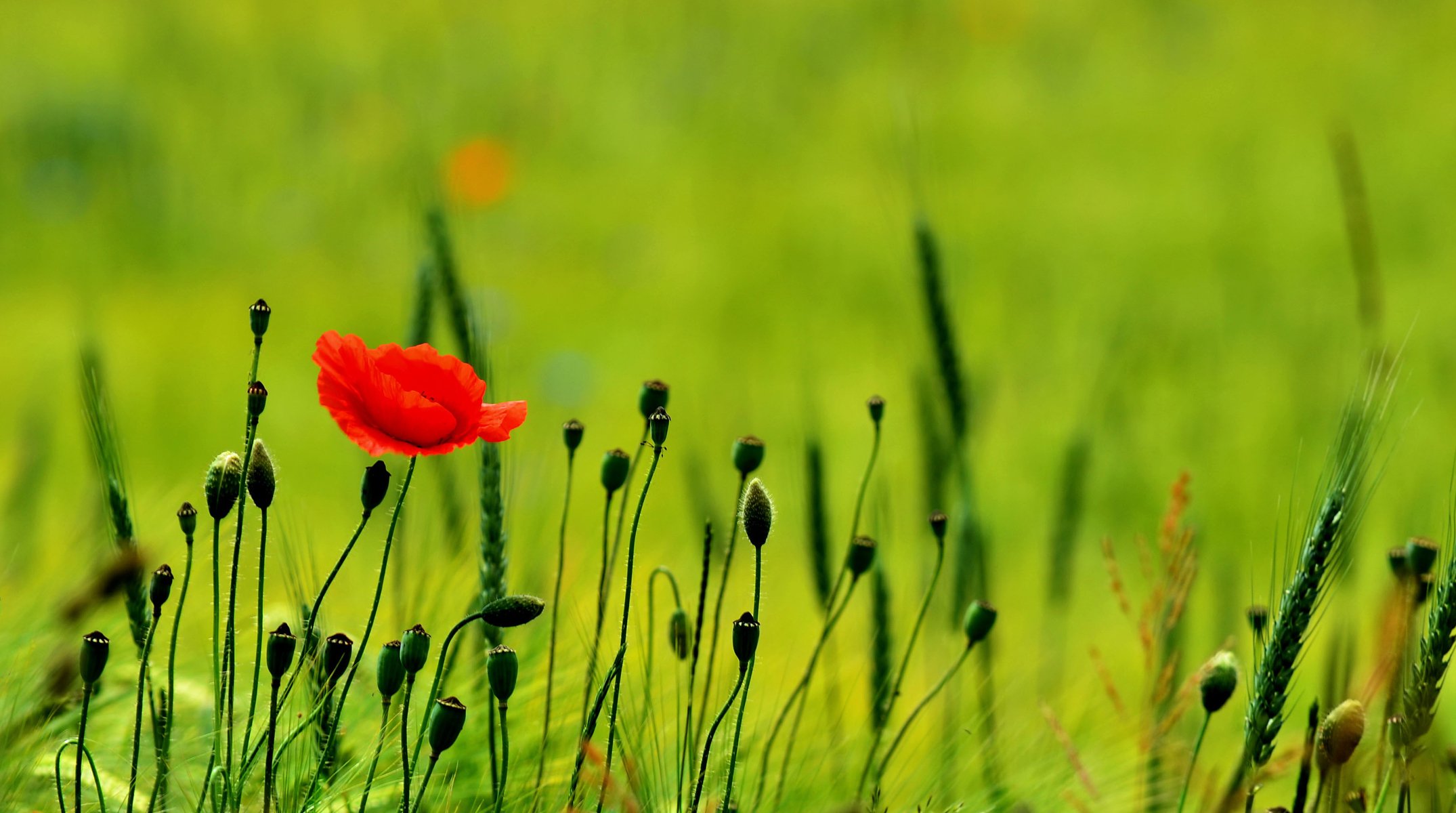 nature the field poppies green