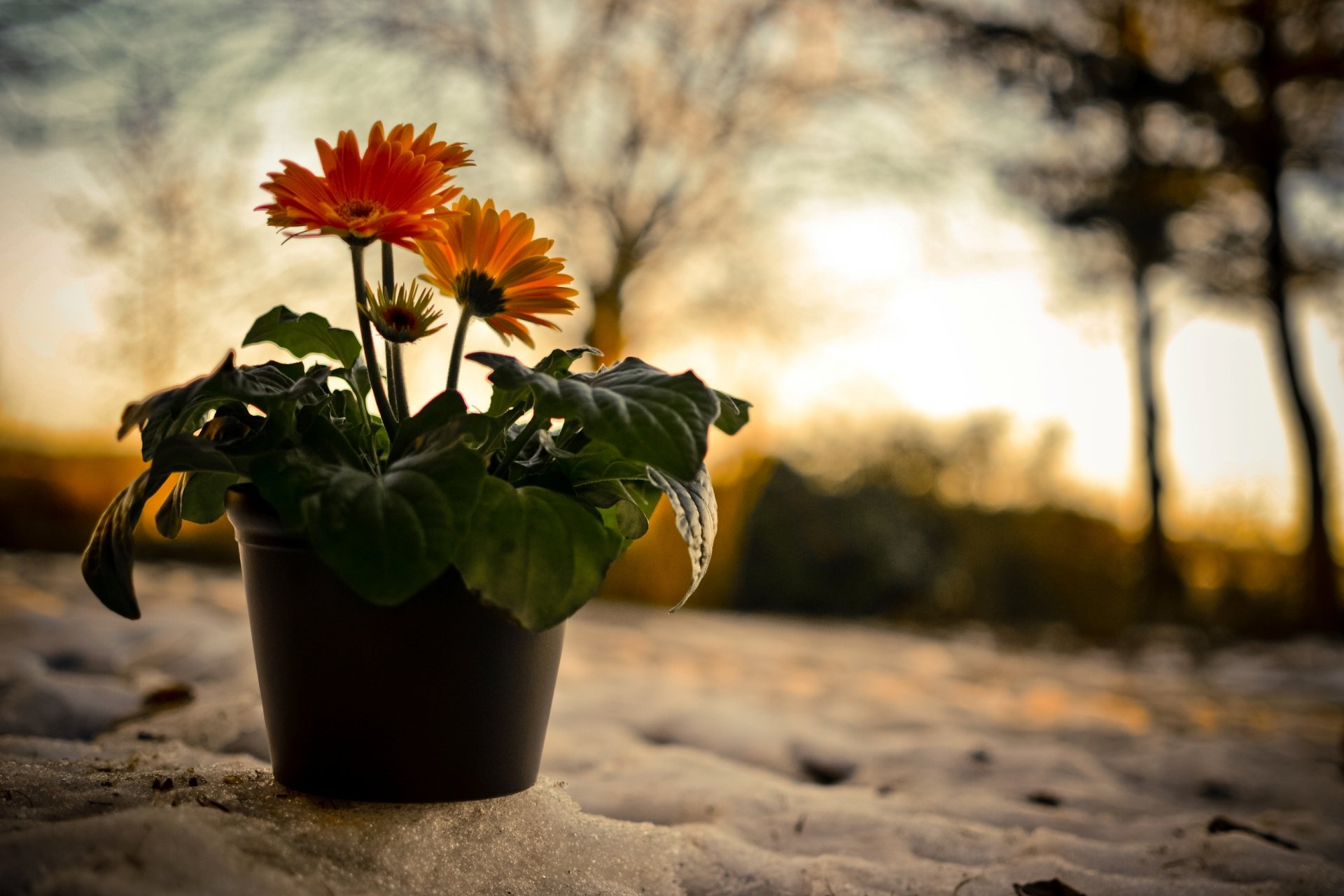 naturaleza tarde puesta de sol nieve plato flores