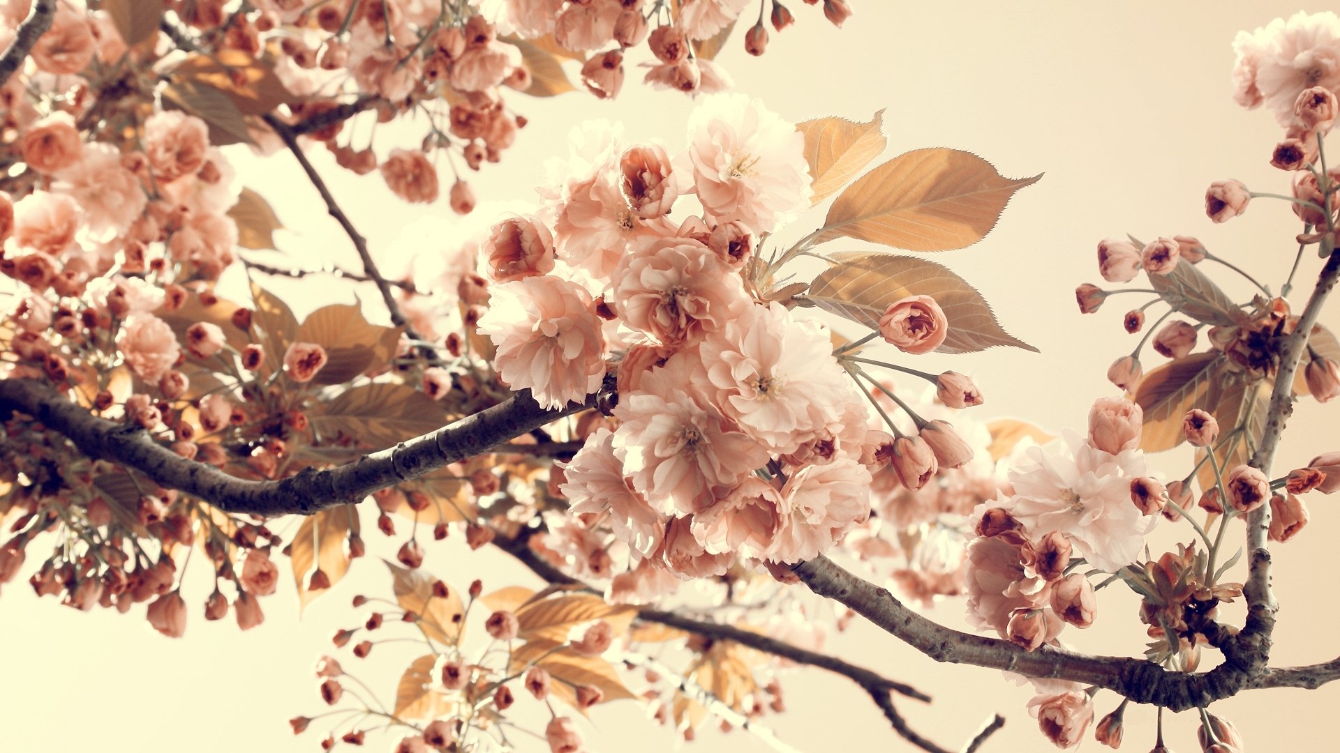 nature vintage vintage branches flowers leaves petals flowering summer