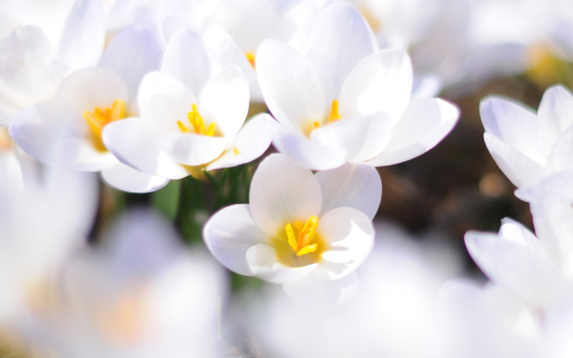 crocus fleurs blanc primevère printemps gros plan