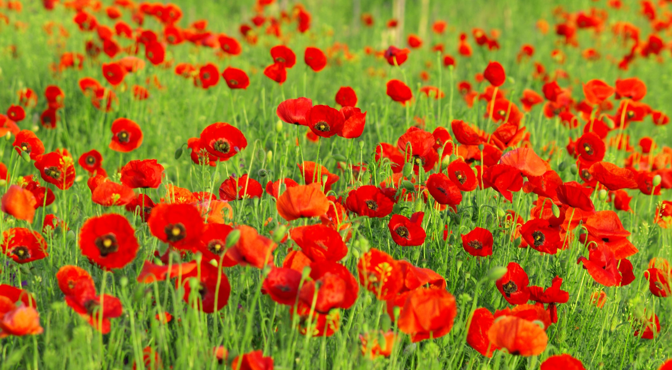 poppies buds petals red flower grass green the field field nature