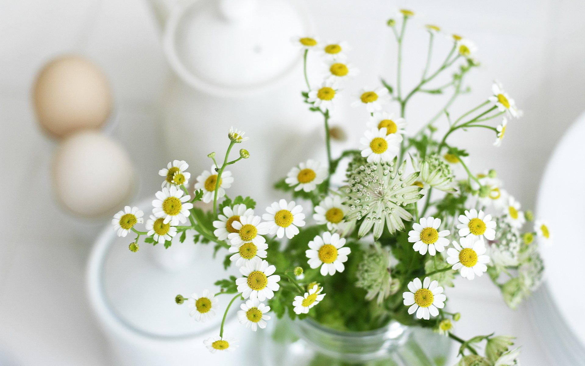 flores plantas margaritas hojas blanco