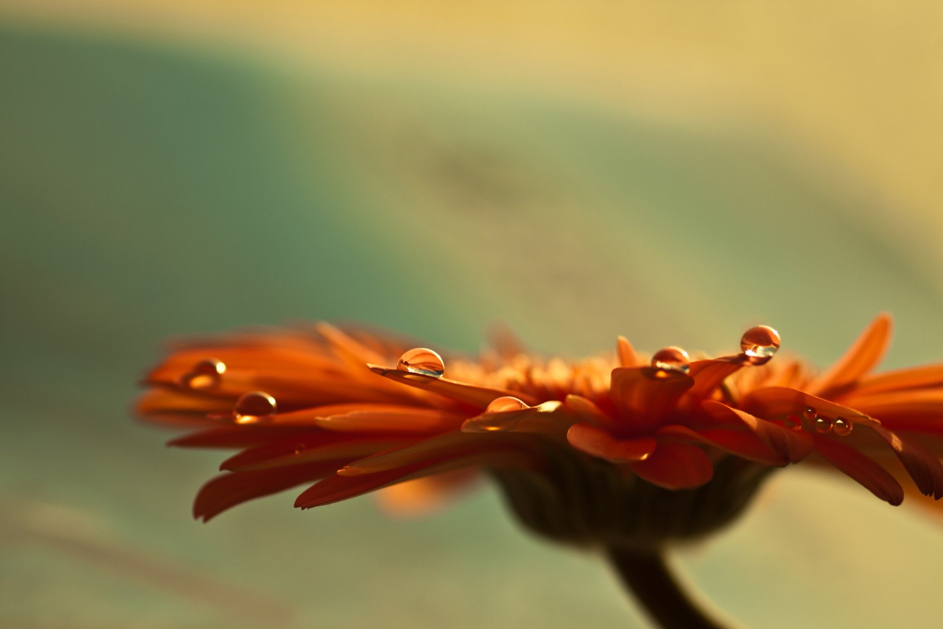 kwiaty makro gerbera pączek płatki ognisko łodyga krople woda
