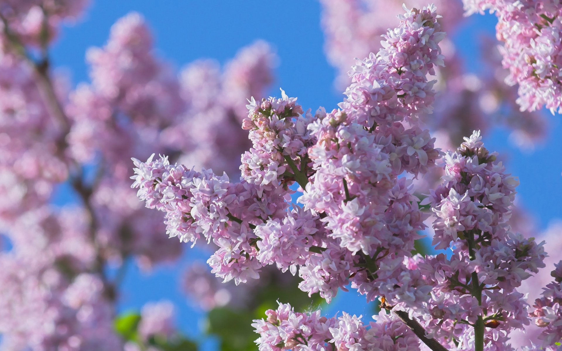 lilas fleurs flou printemps nature gros plan