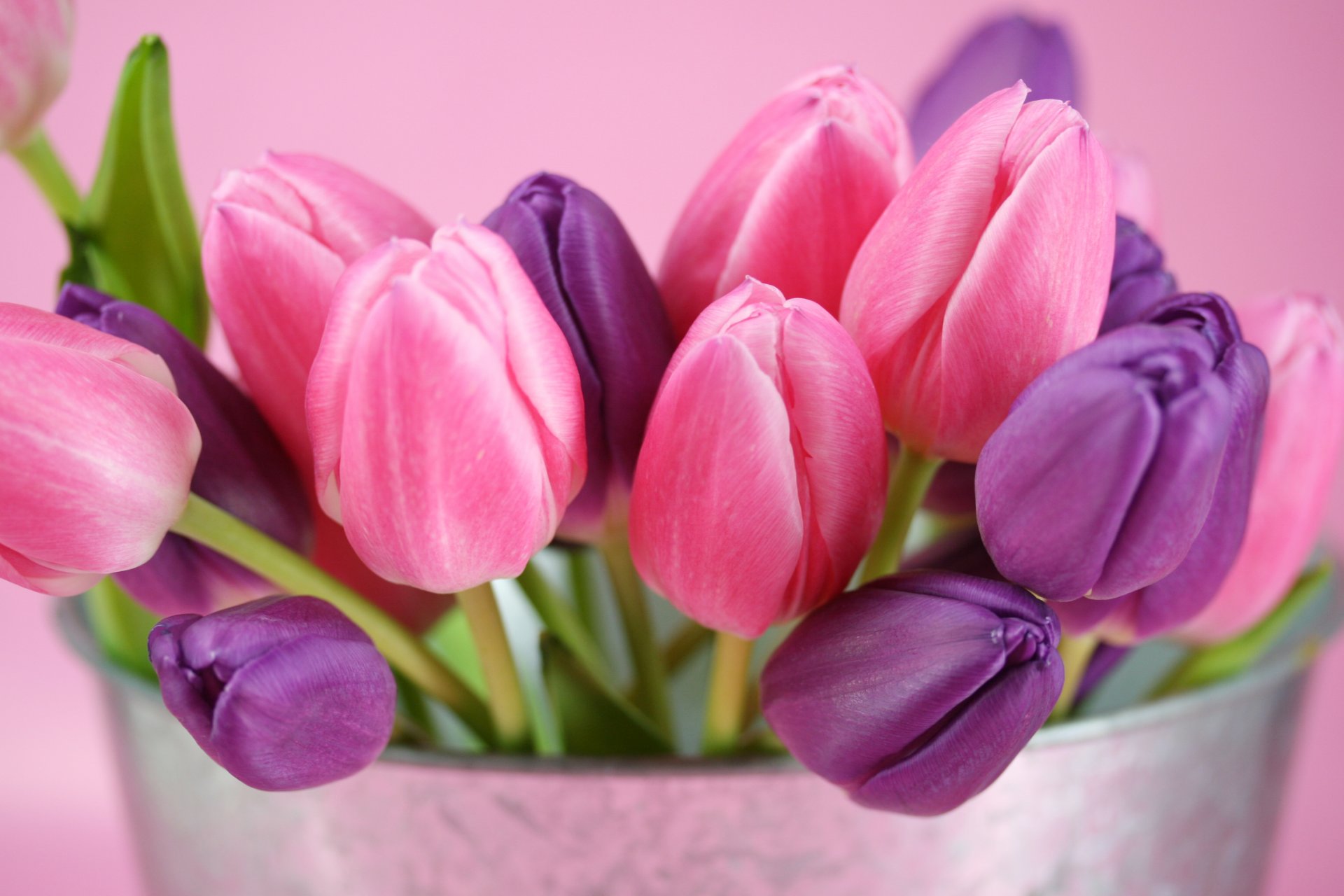 tulips flower buds pink purple