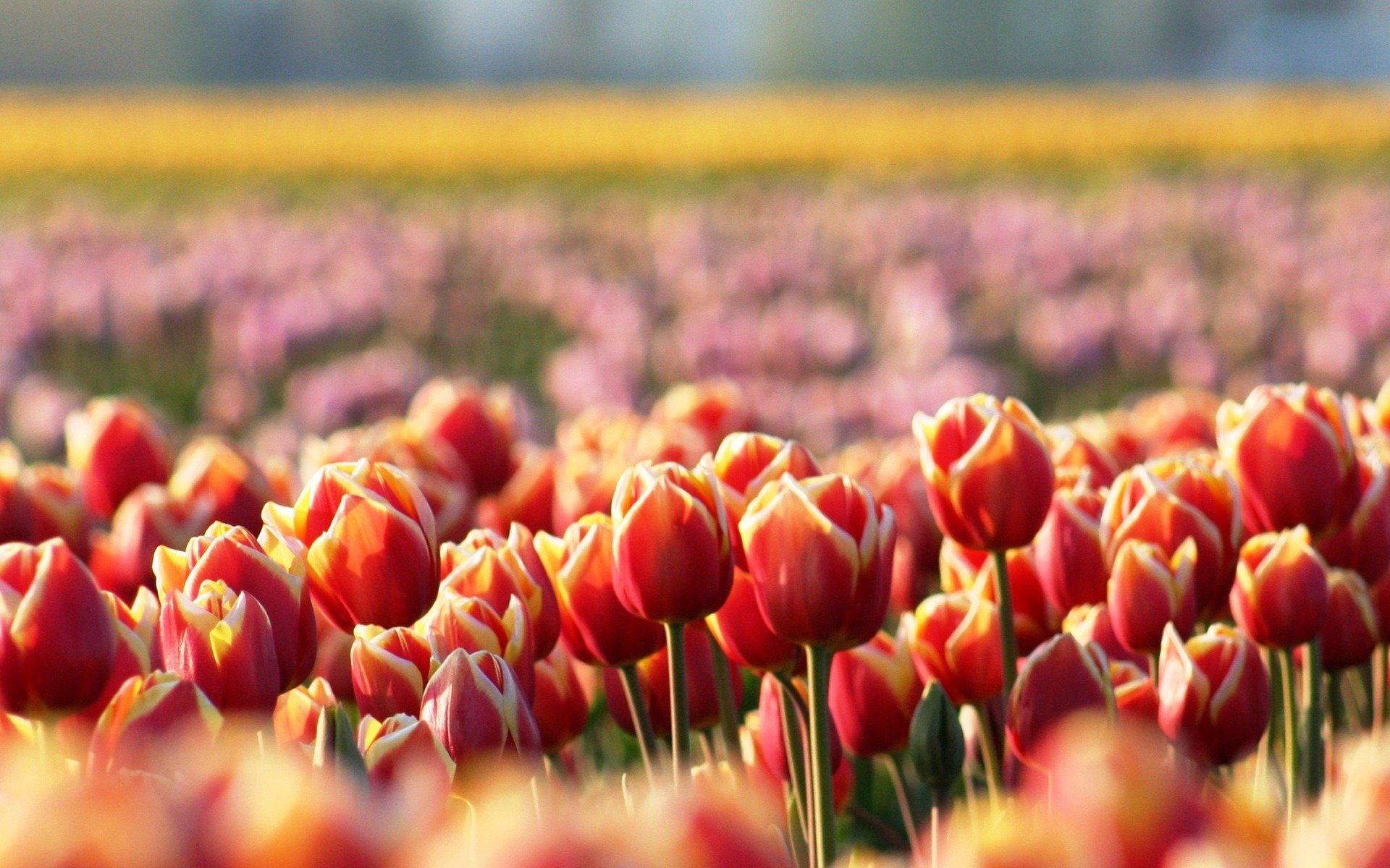 tulipanes flores rojo claro primavera desenfoque