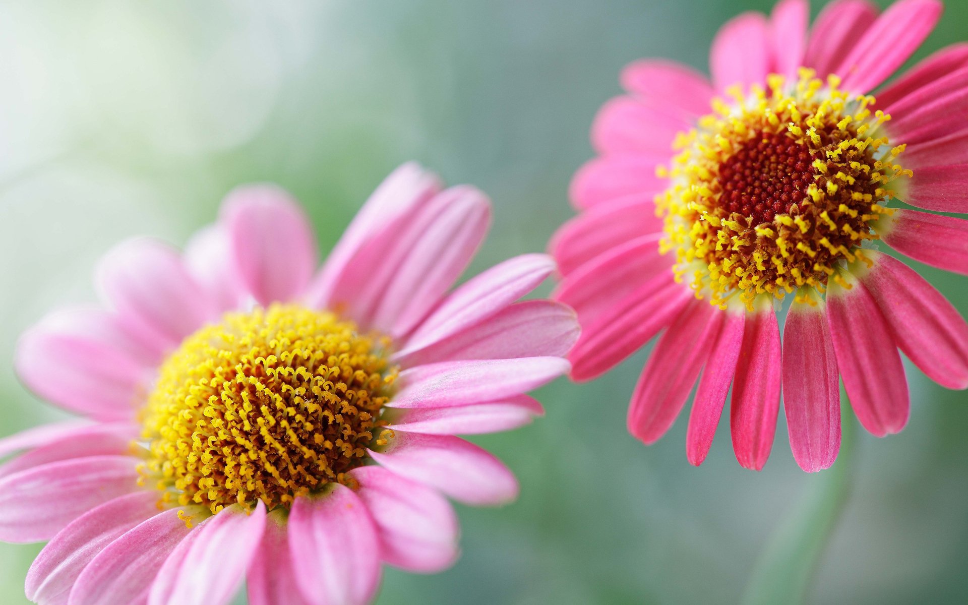 flowers flowers flower flowers flower plants delicate pink tenderness summer morning beauty