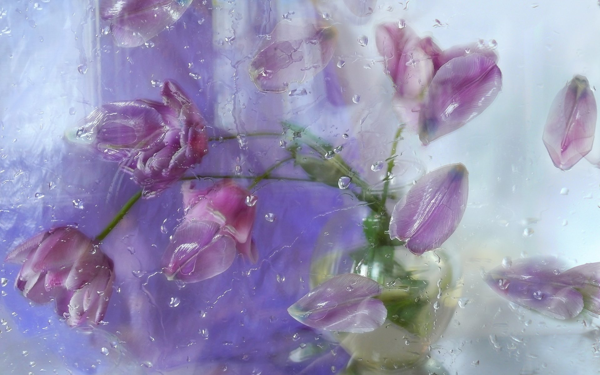 naturaleza muerta flores tulipanes pétalos arreglo vidrio gotas