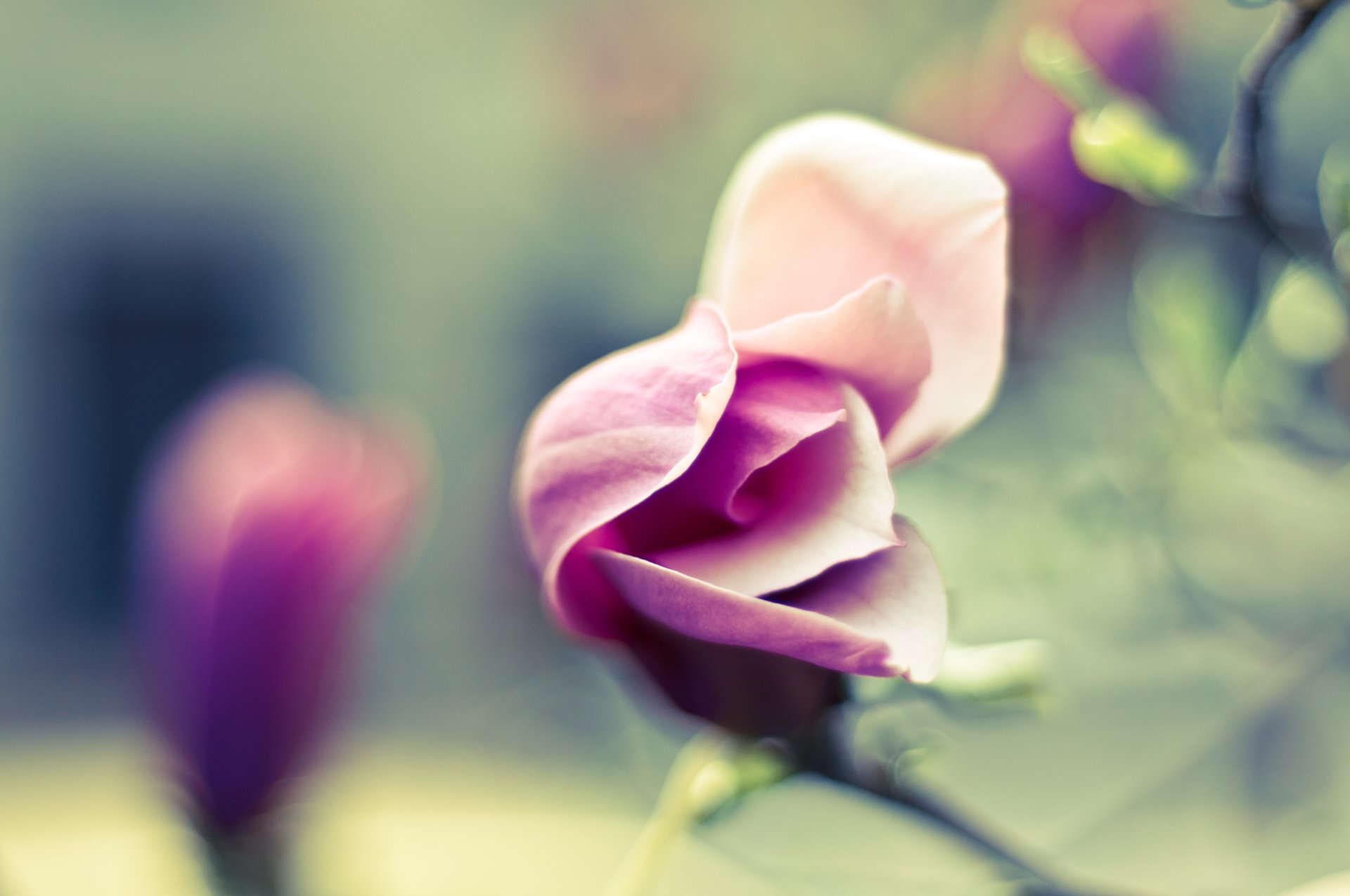 foto immagine tenerezza petali fiore fioritura sfocatura carta da parati