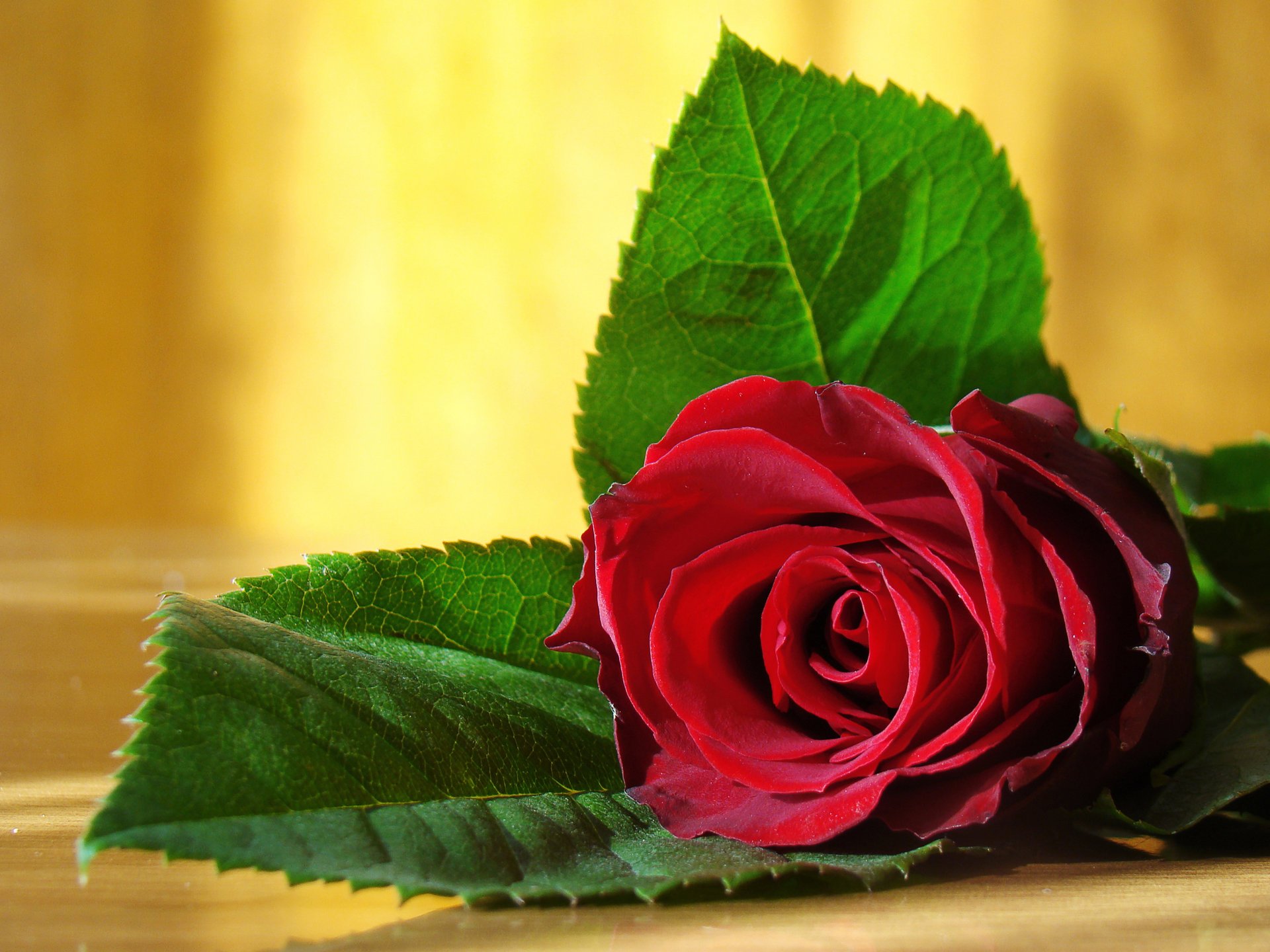 beauty colors cool subtle elegant flower for you love cute nice photo photos pretty red red rose romance novels romantic grown up still life beautiful flowers cool elegant floral for you mi