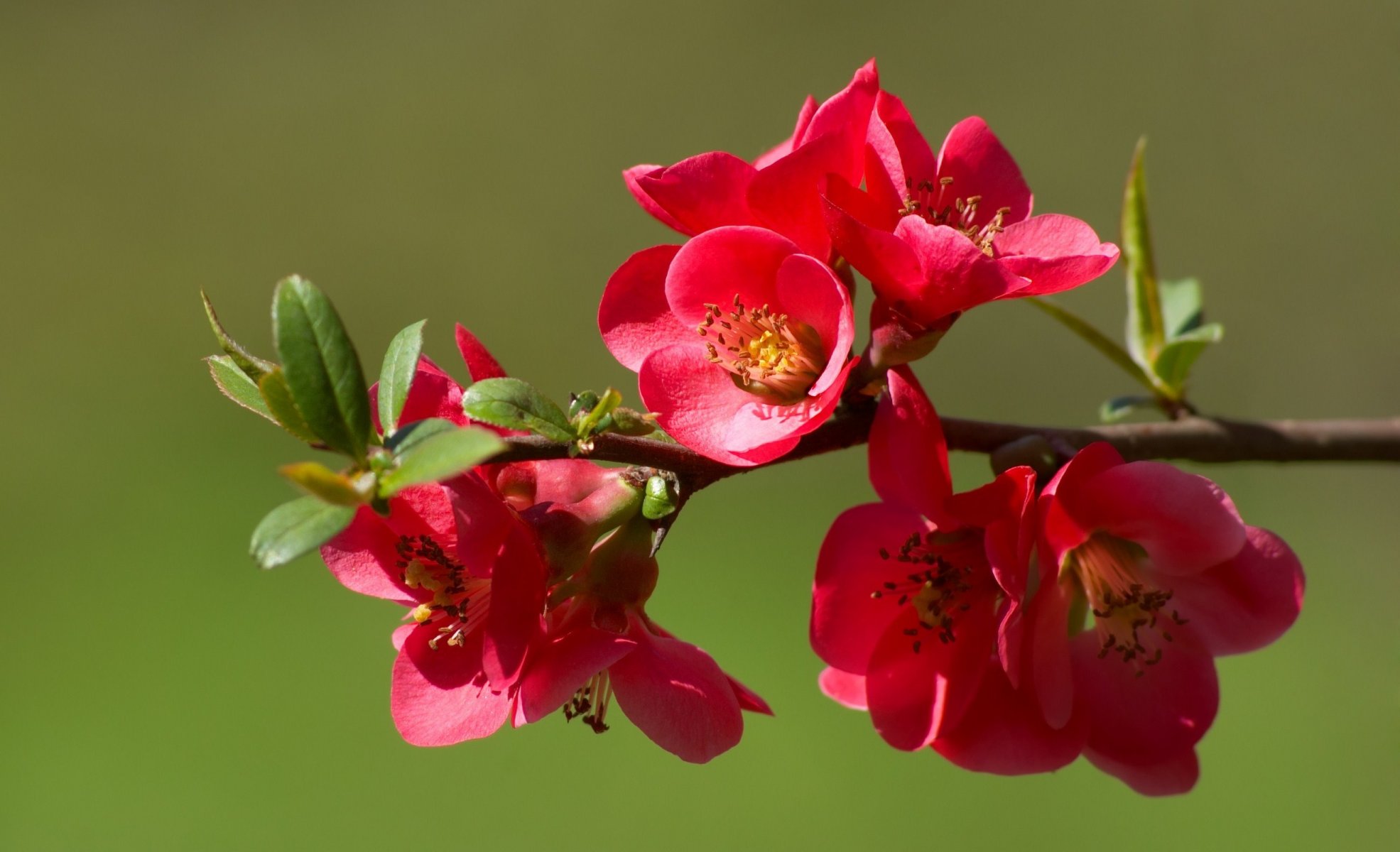 branche fleurs floraison coing bourgeons printemps nature