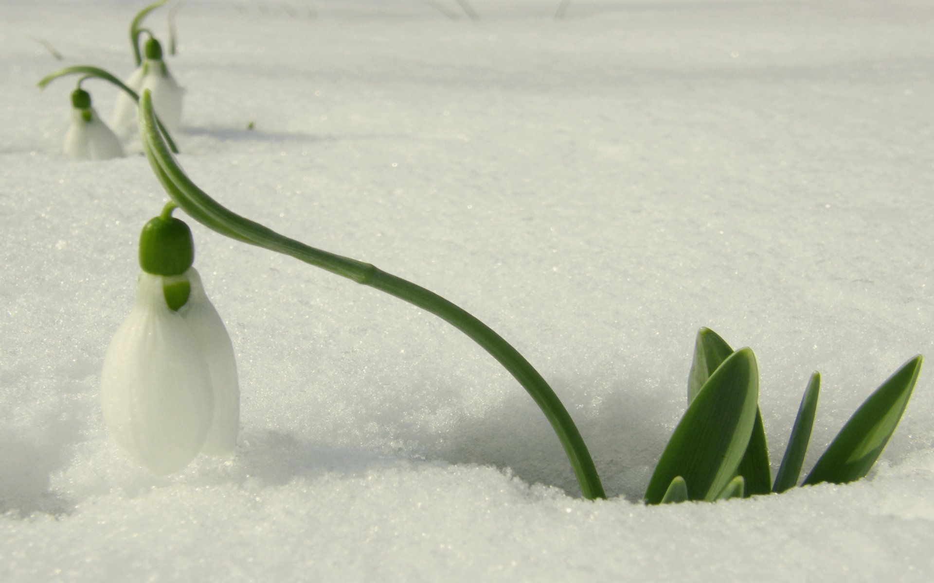 schneeglöckchen weiß primel blume schnee licht frühling blumen makro