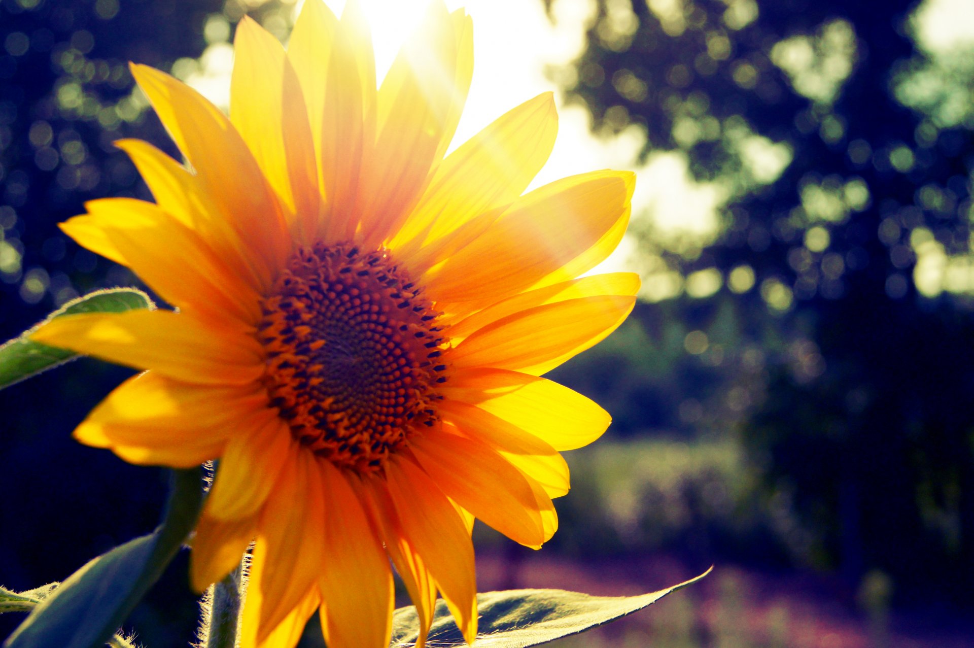 girasol sol verano rayo