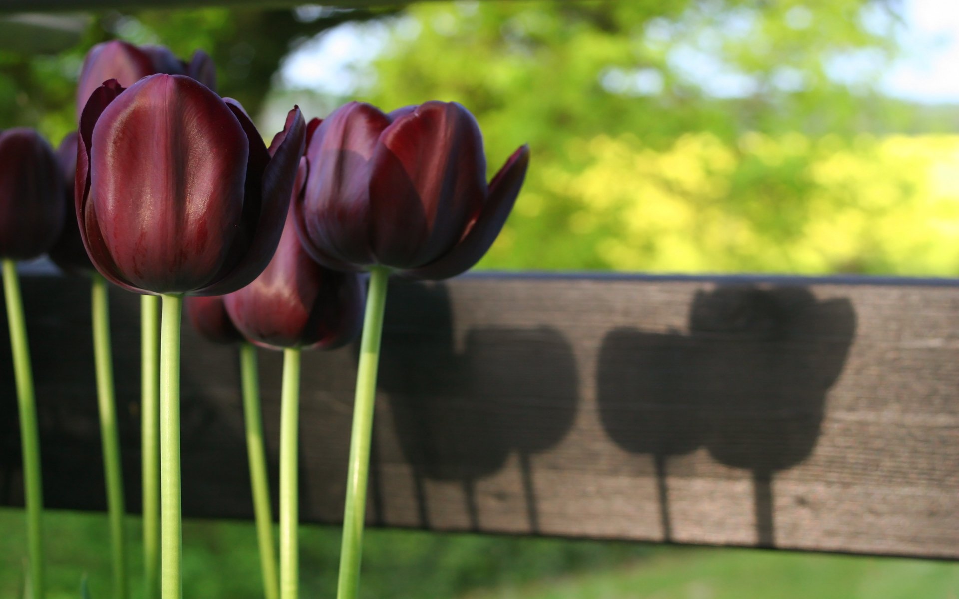 tulipanes tallos luz naturaleza primavera flores