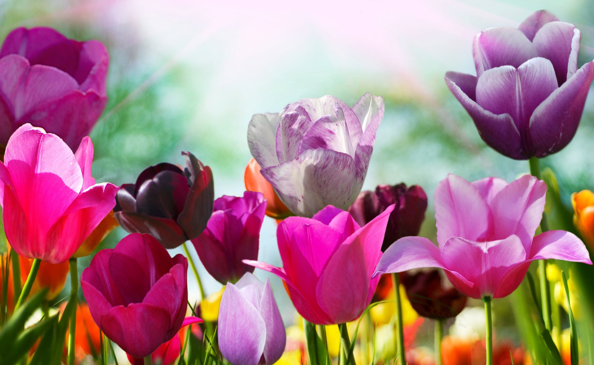 tulips tulip flowers flower colors petals spring nature