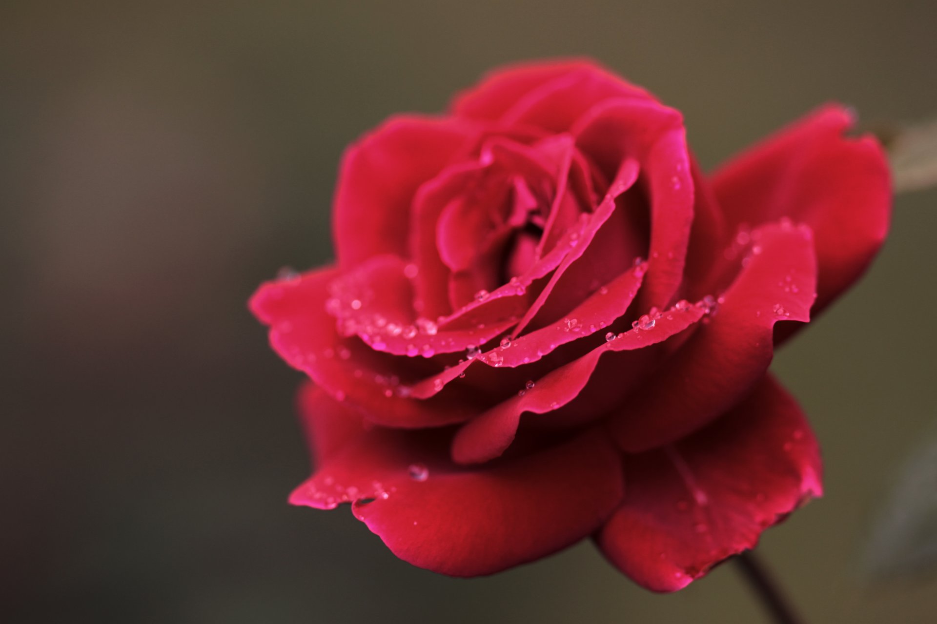 rose rot blume blütenblätter tau tropfen makro