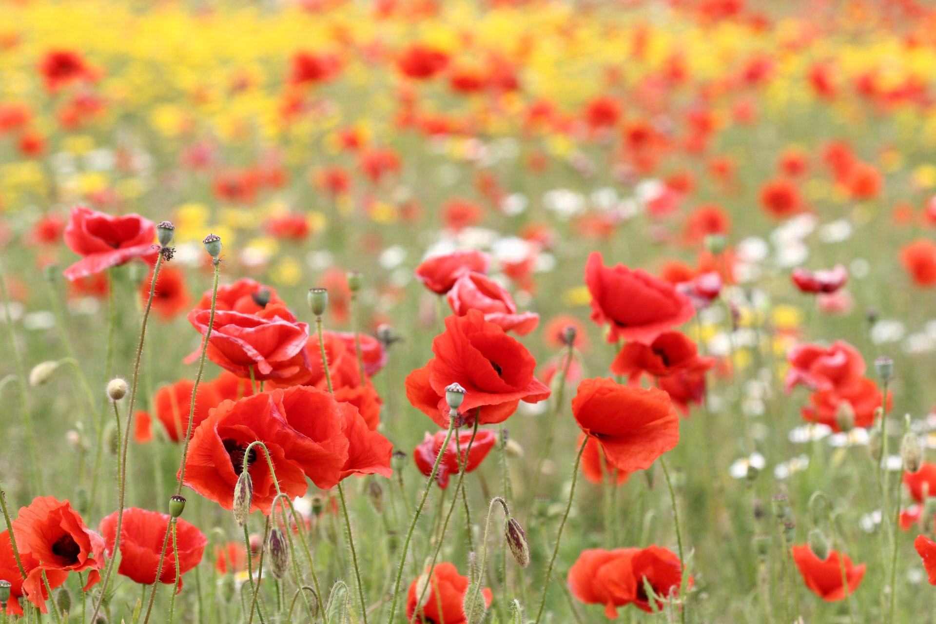 poppies flower buds petals red the field nature