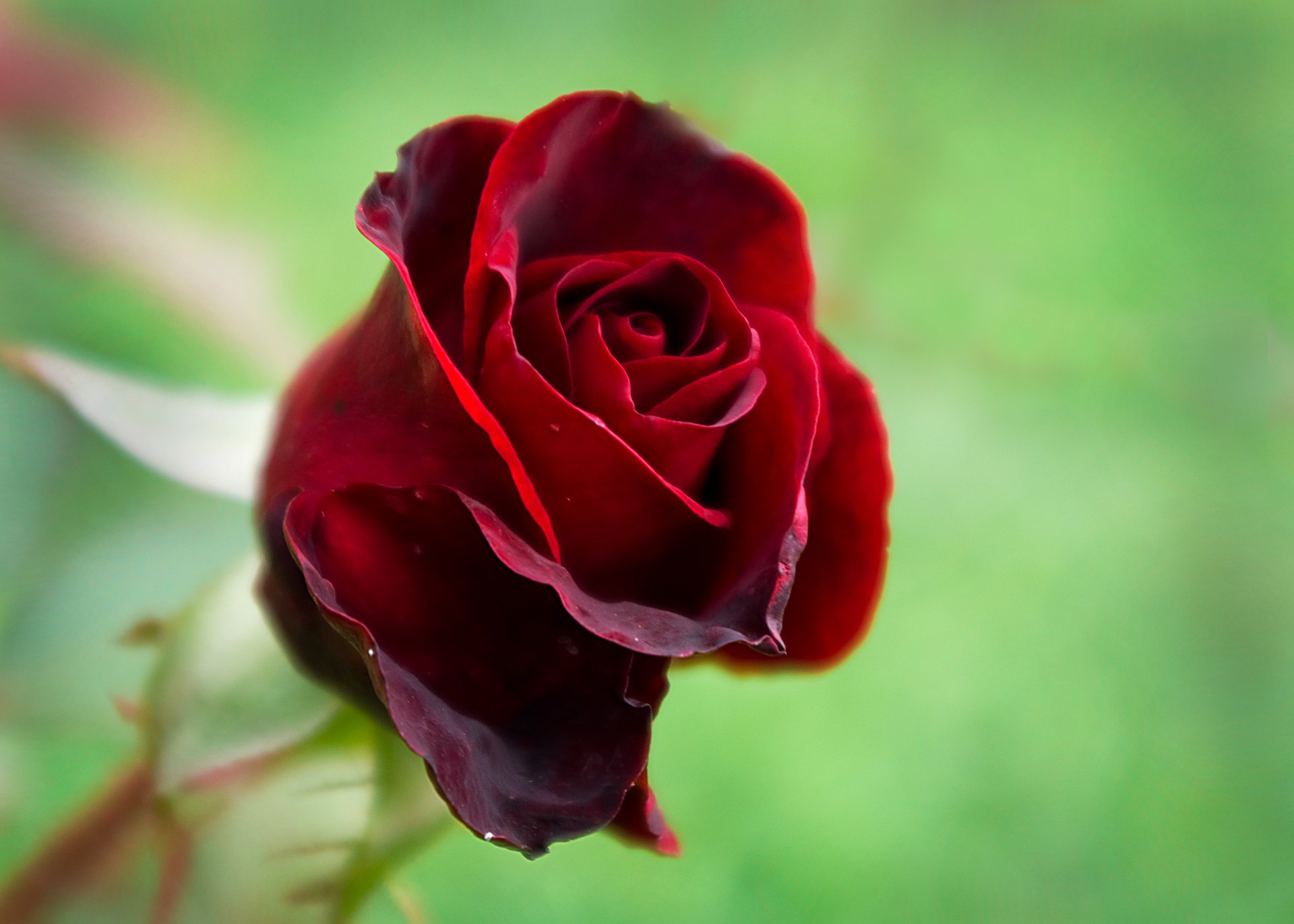 rose nature flore beauté rouge