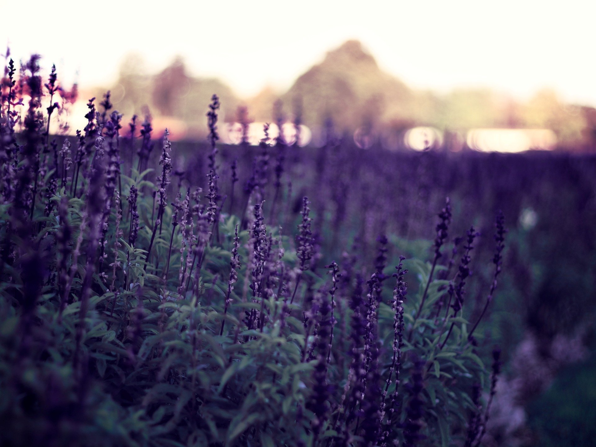 viola fiori piante sera natura sfondo bokeh sfondi immagini