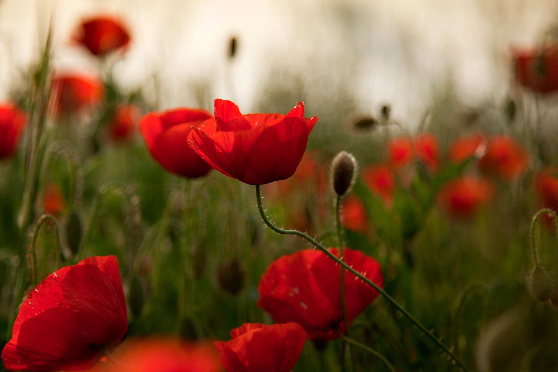 amapolas rojo campo reflejos