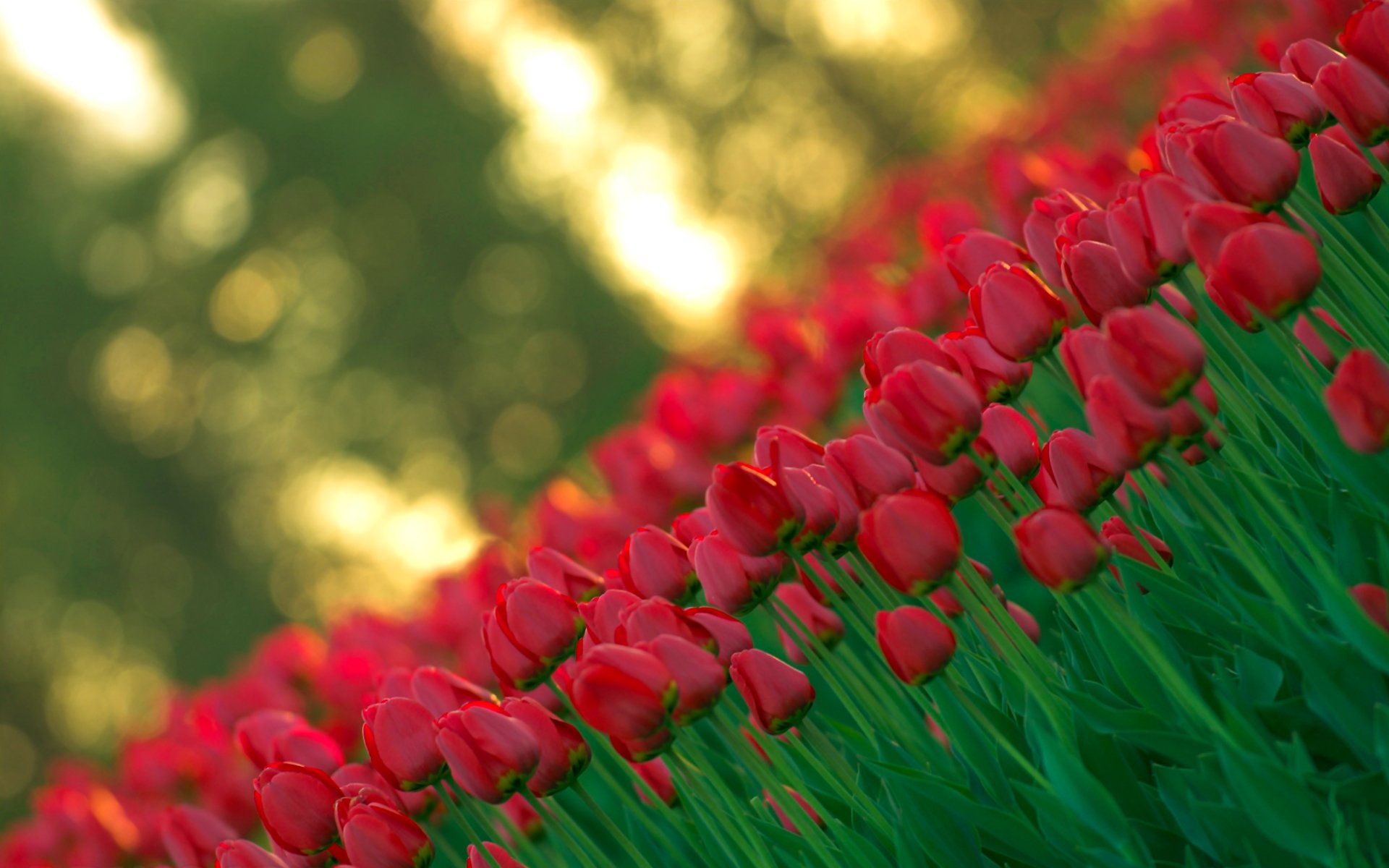 tulpen rot knospen licht unschärfe frühling natur blumen