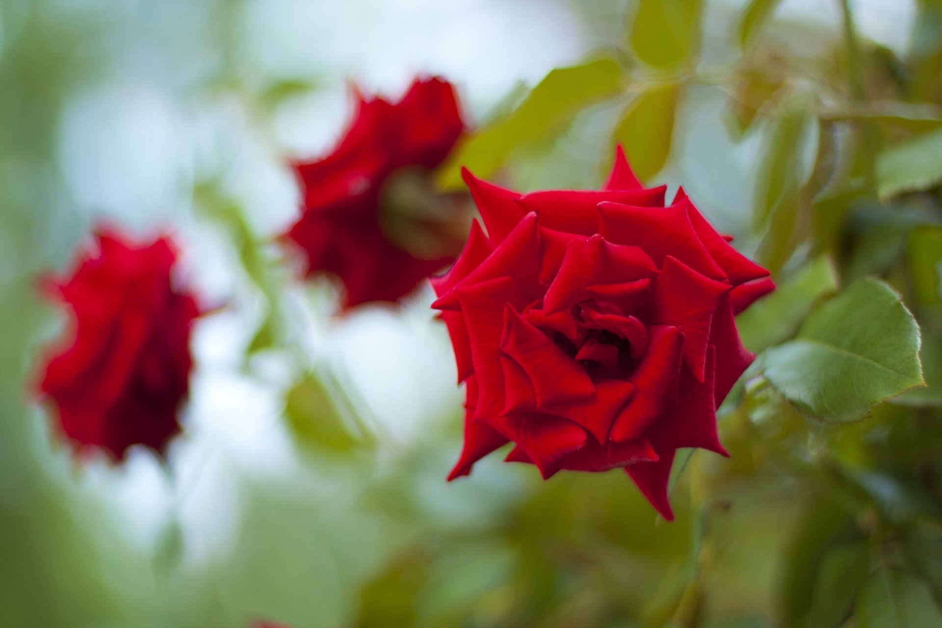 blumen blume drei rosen rose rot knospen grün blätter blütenblätter