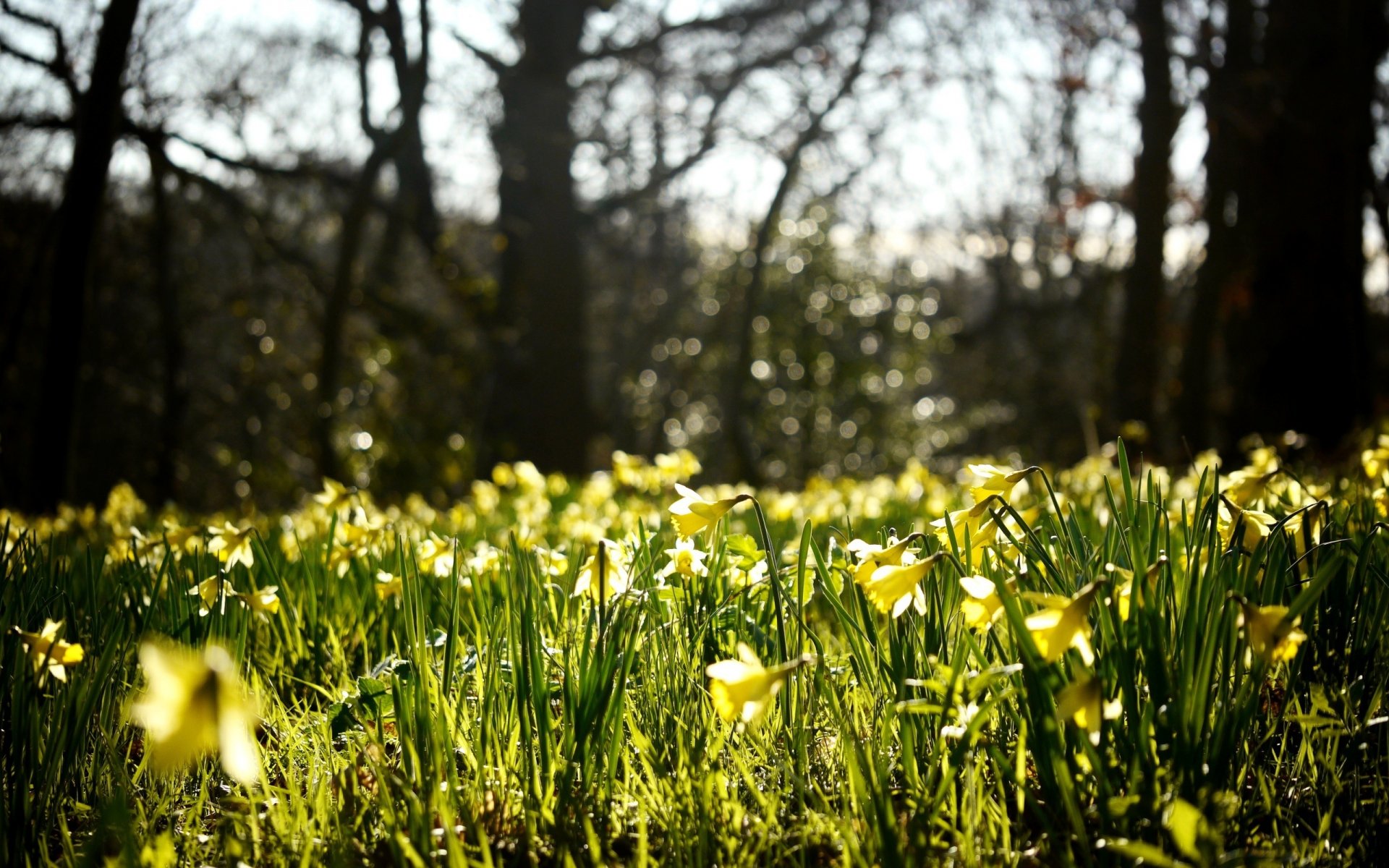 fiori narcisi boccioli gialli radura primavera natura