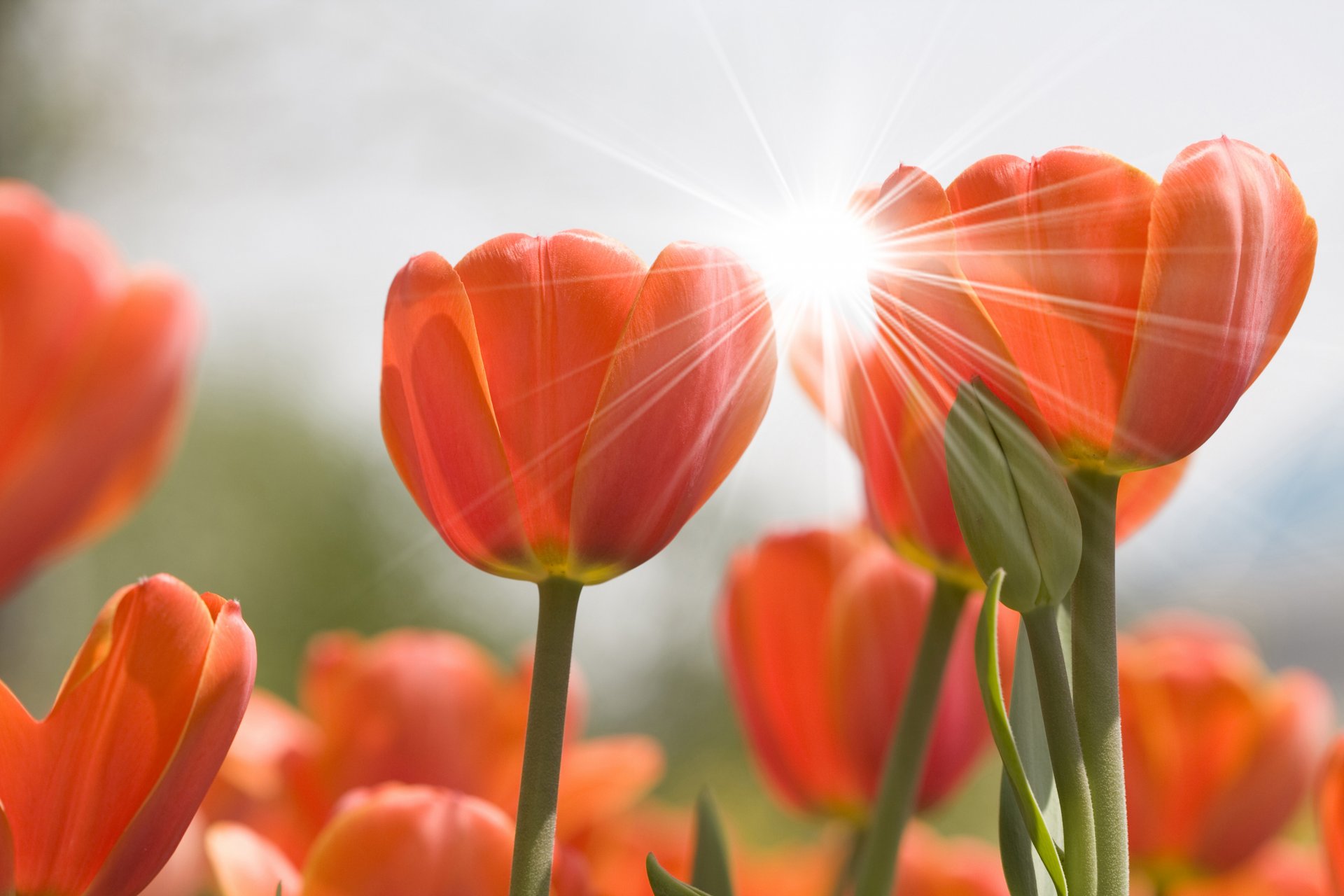 tulipani fiori fiore boccioli bagliore natura