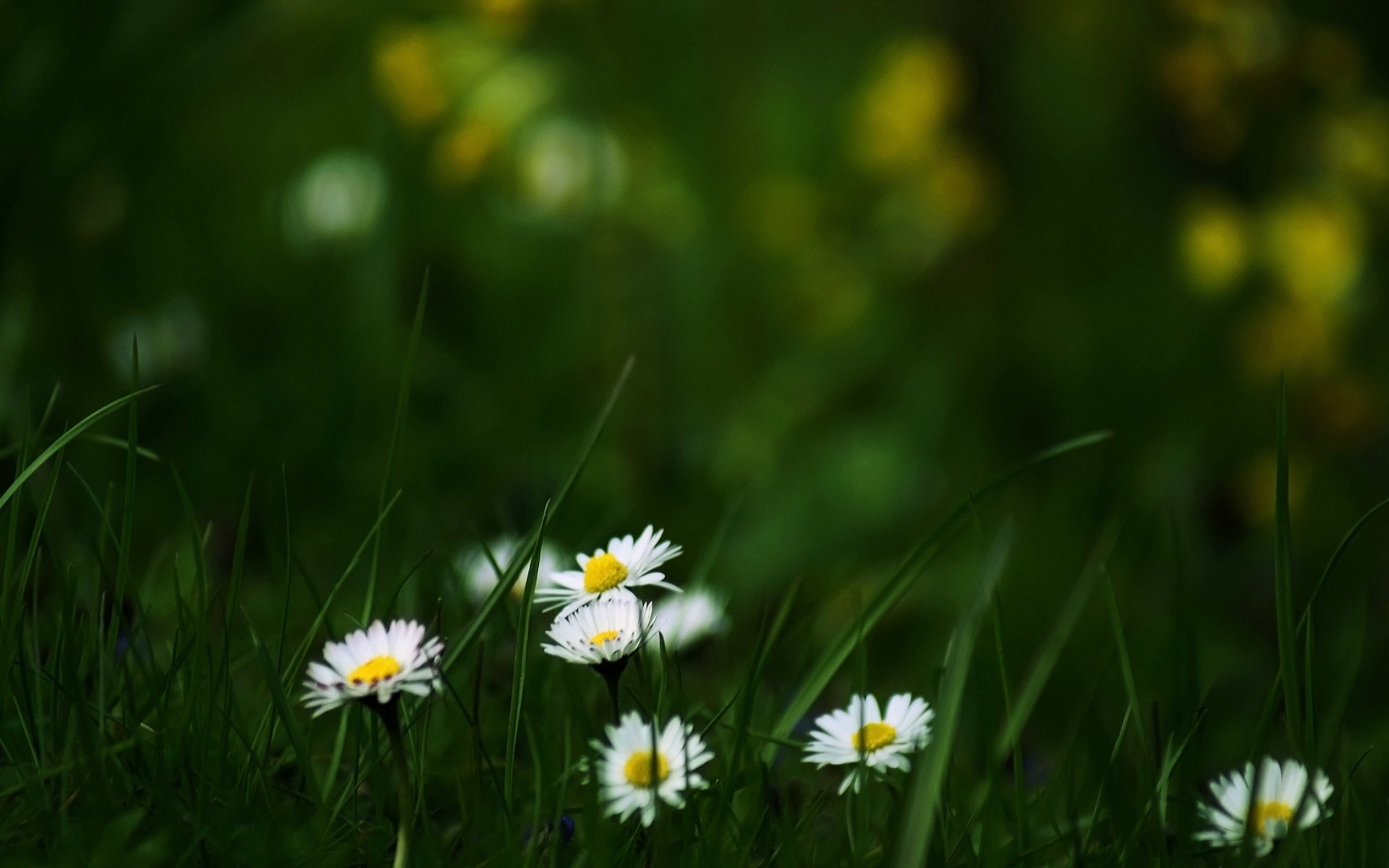 radura erba fiori margherite estate fioritura natura carta da parati