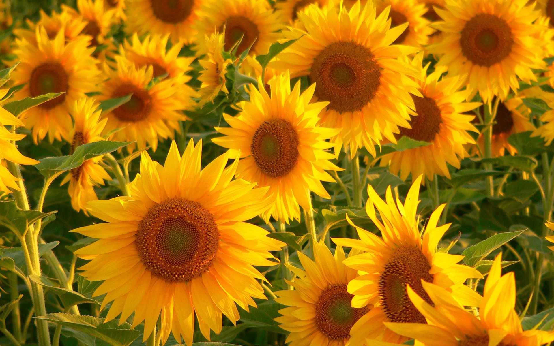 flores girasoles mucho verde