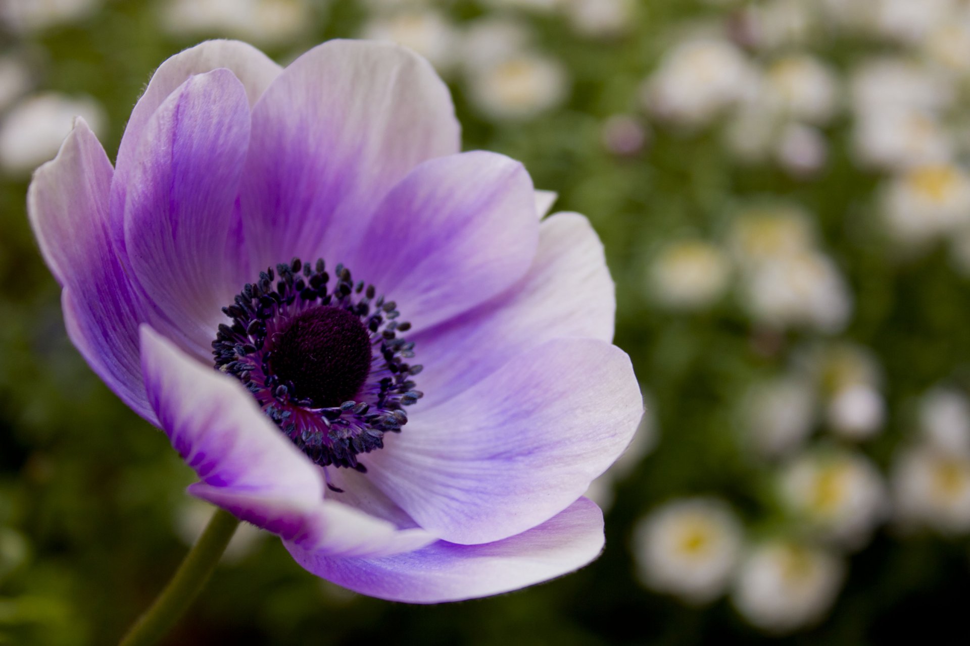 coquelicot lilas violet fleur pétales nature fleurs flou macro