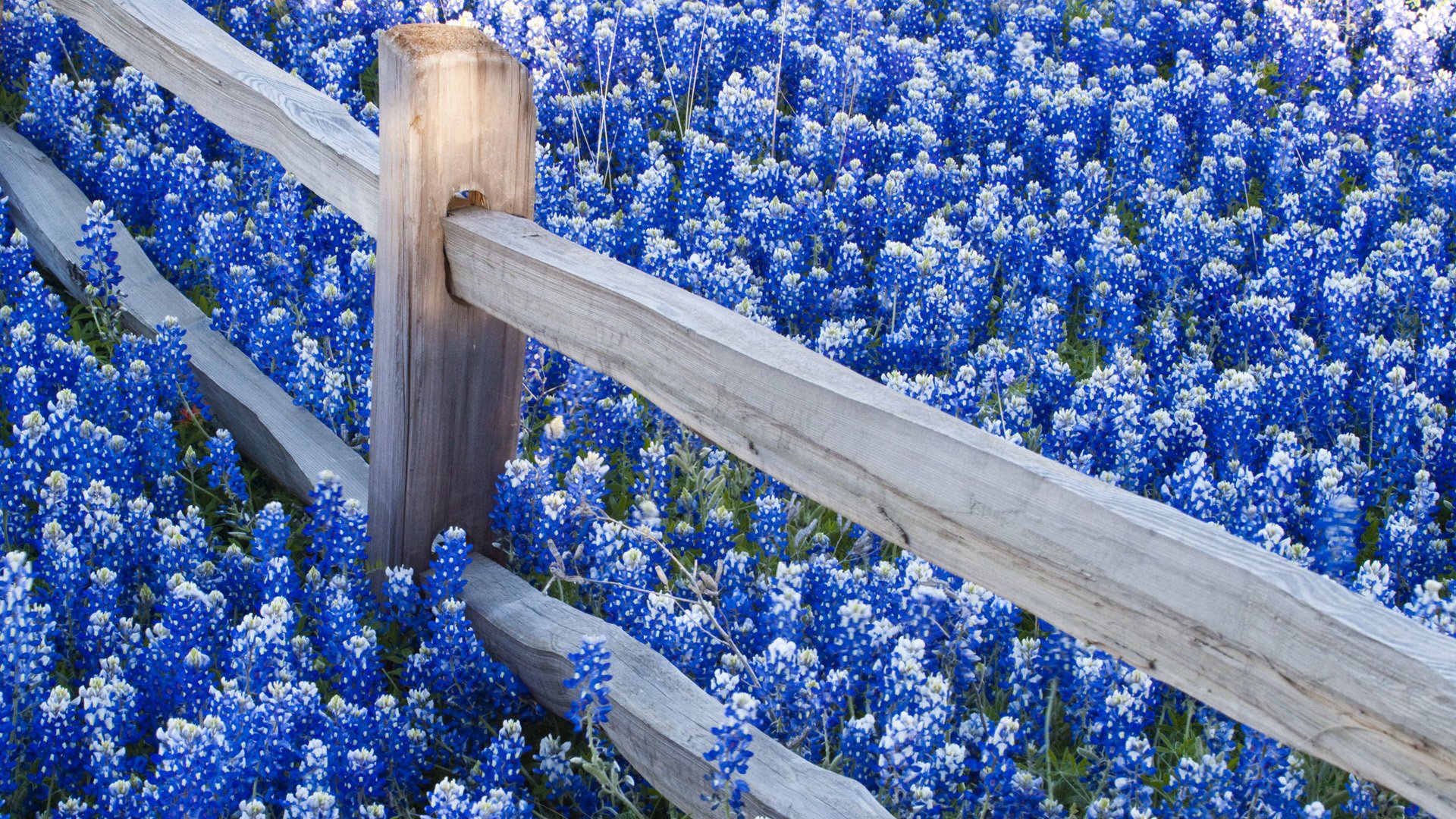 flower fence nature