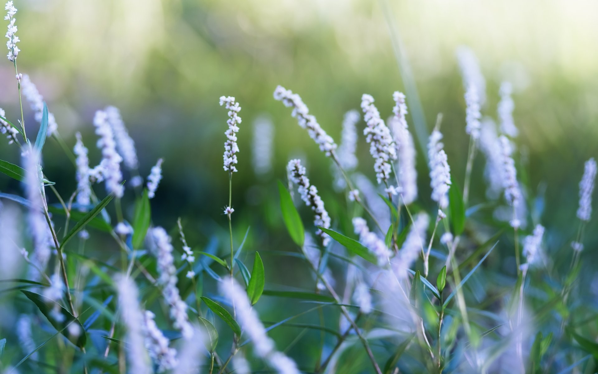 lato natura polana rośliny kwiaty kwitnienie łodygi liście tło tapeta