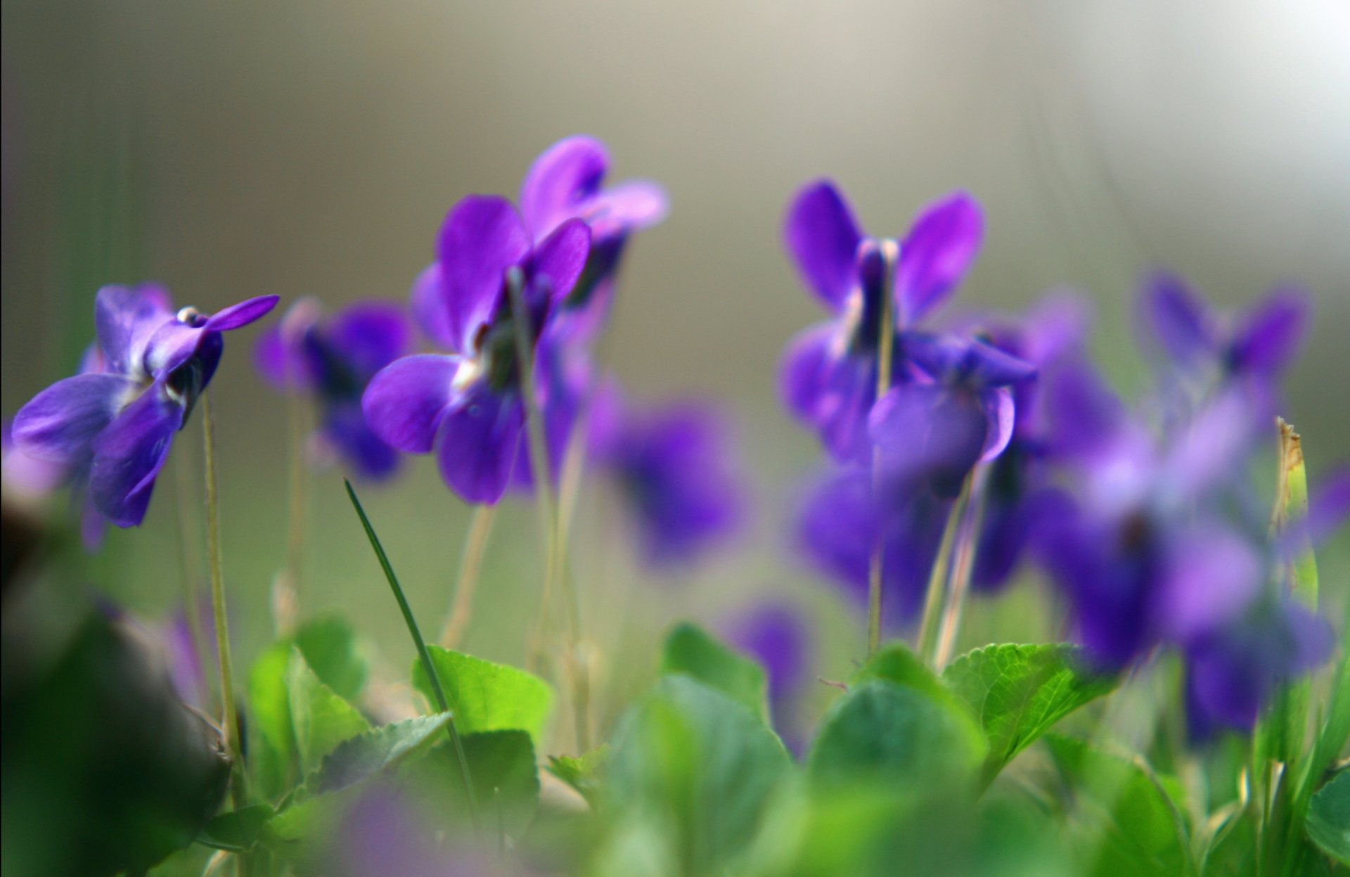 violette fiori viola piante macro primavera