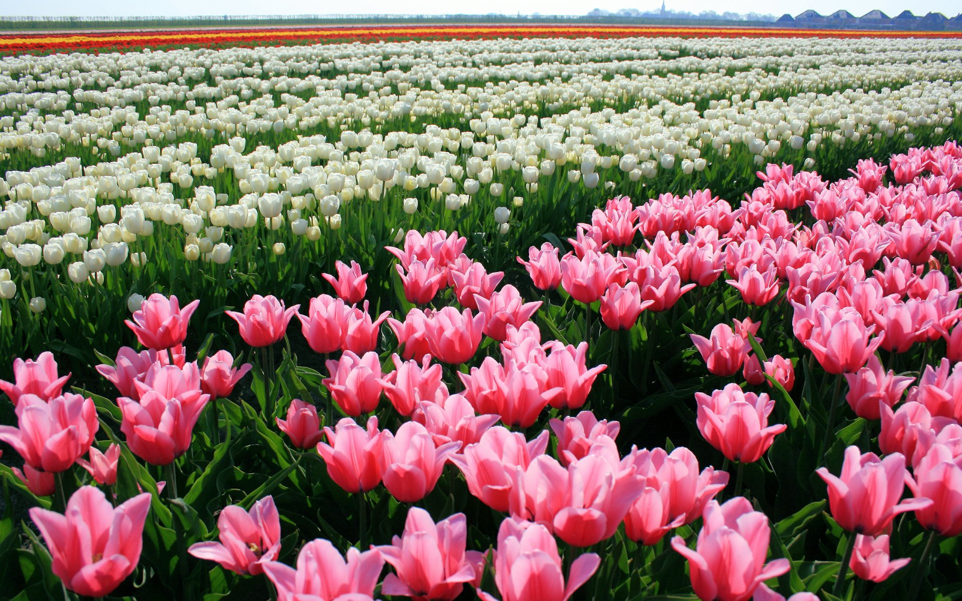 tulipes fleurs bourgeons plantation nature