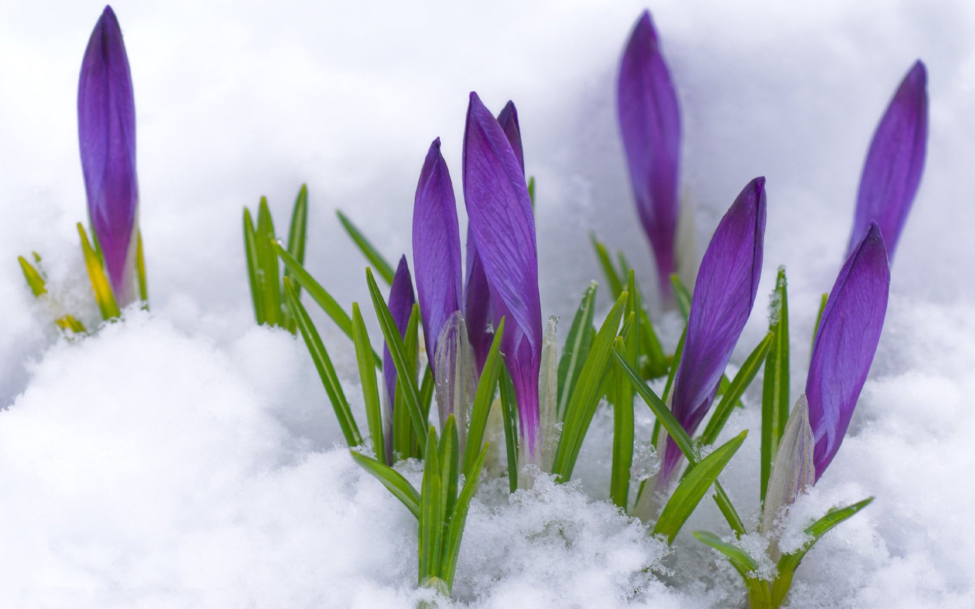 crocus bourgeons violet primevère neige printemps fleurs gros plan