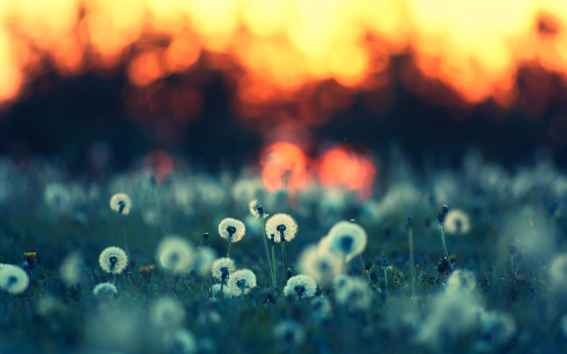 ummer night nature field dandelions plants grass background wallpaper