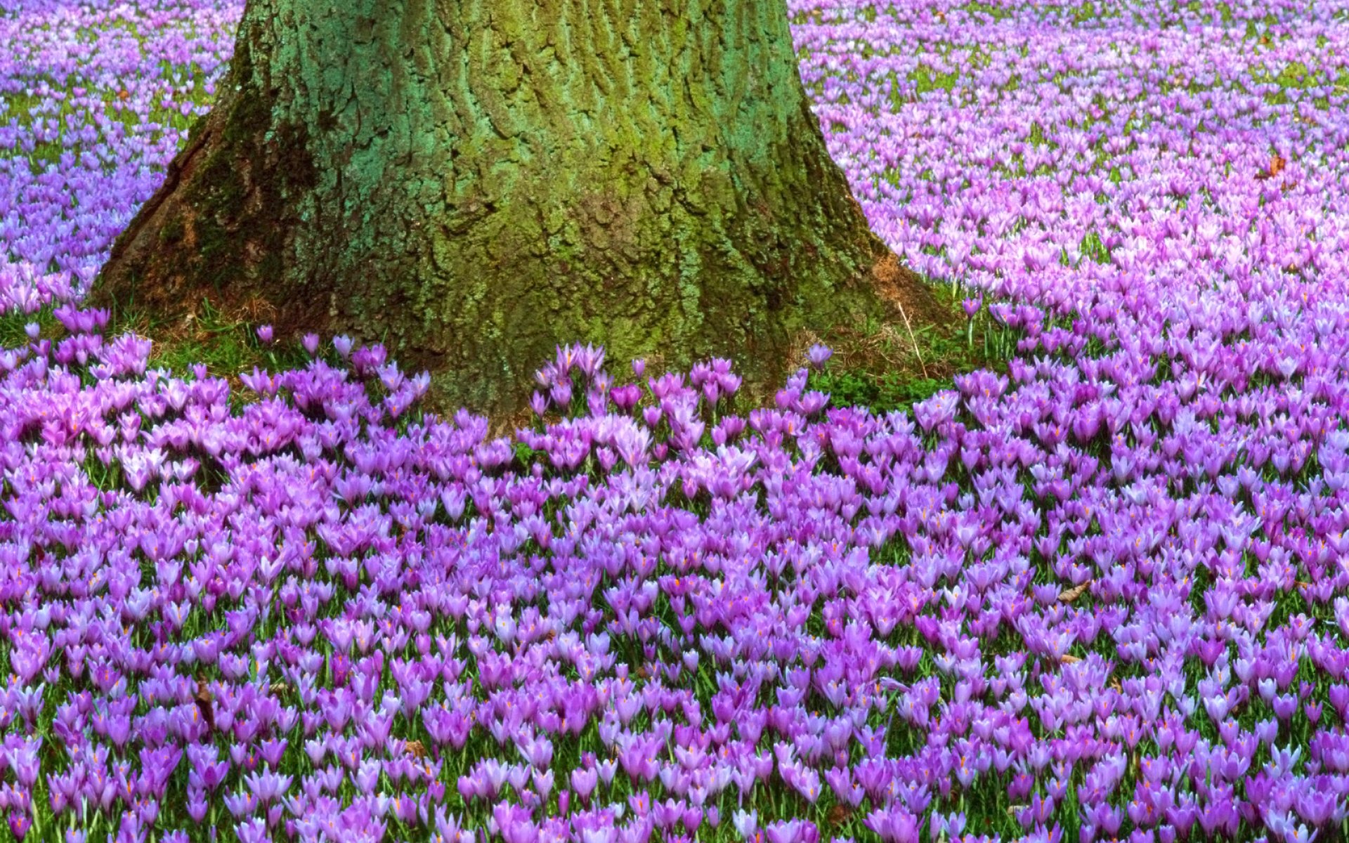 azafrán púrpura prímula árbol tronco claro primavera flores naturaleza