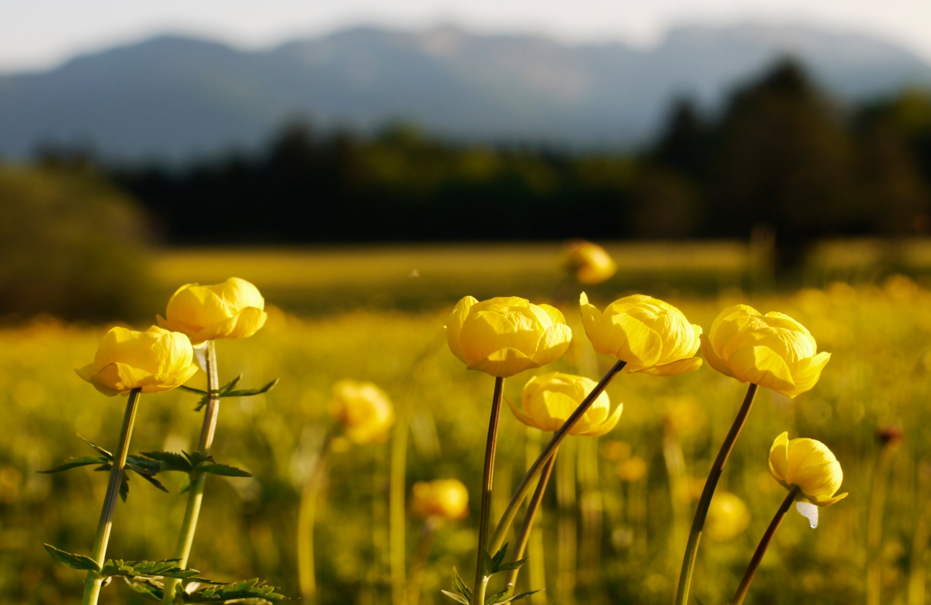 wiese blumen badeanzug ferne unschärfe