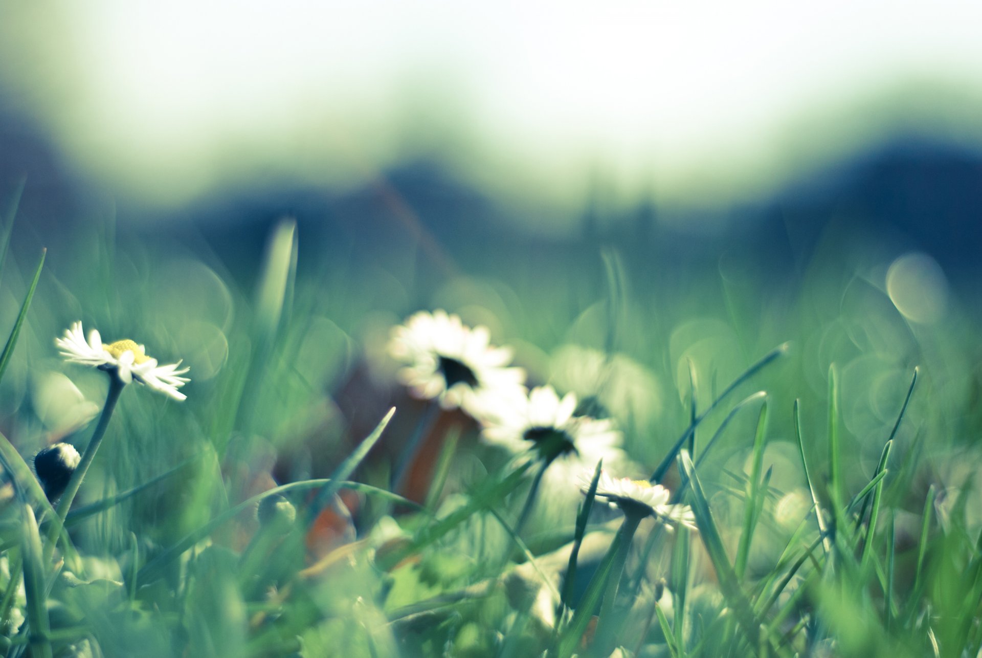 gänseblümchen blumen weiß blütenblätter natur lichtung gras grün grün unschärfe frühling makro