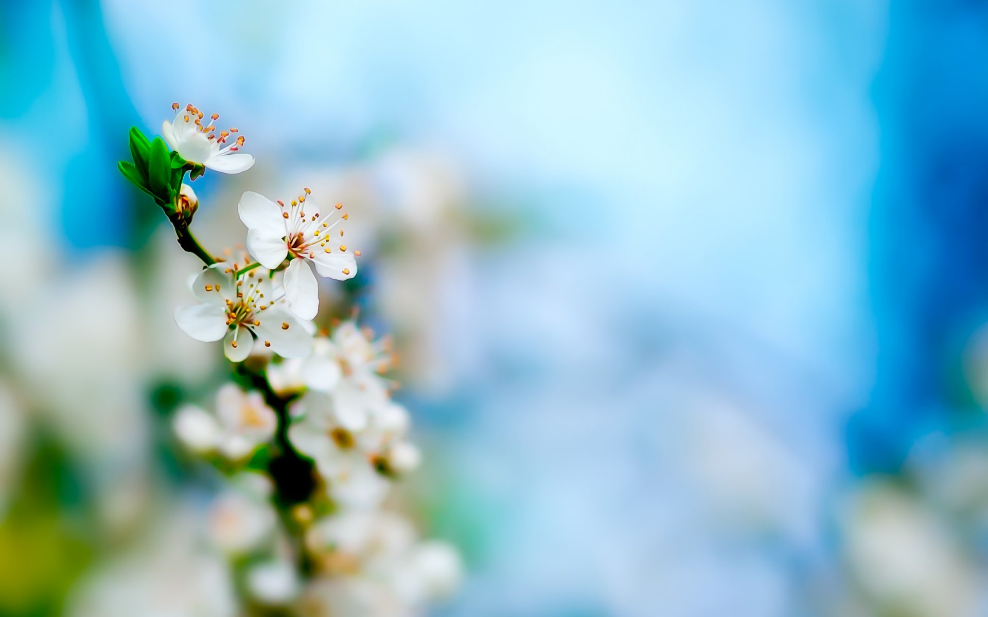 frühling blumen blüte blume zweig blätter knospen kirsche frische frisch