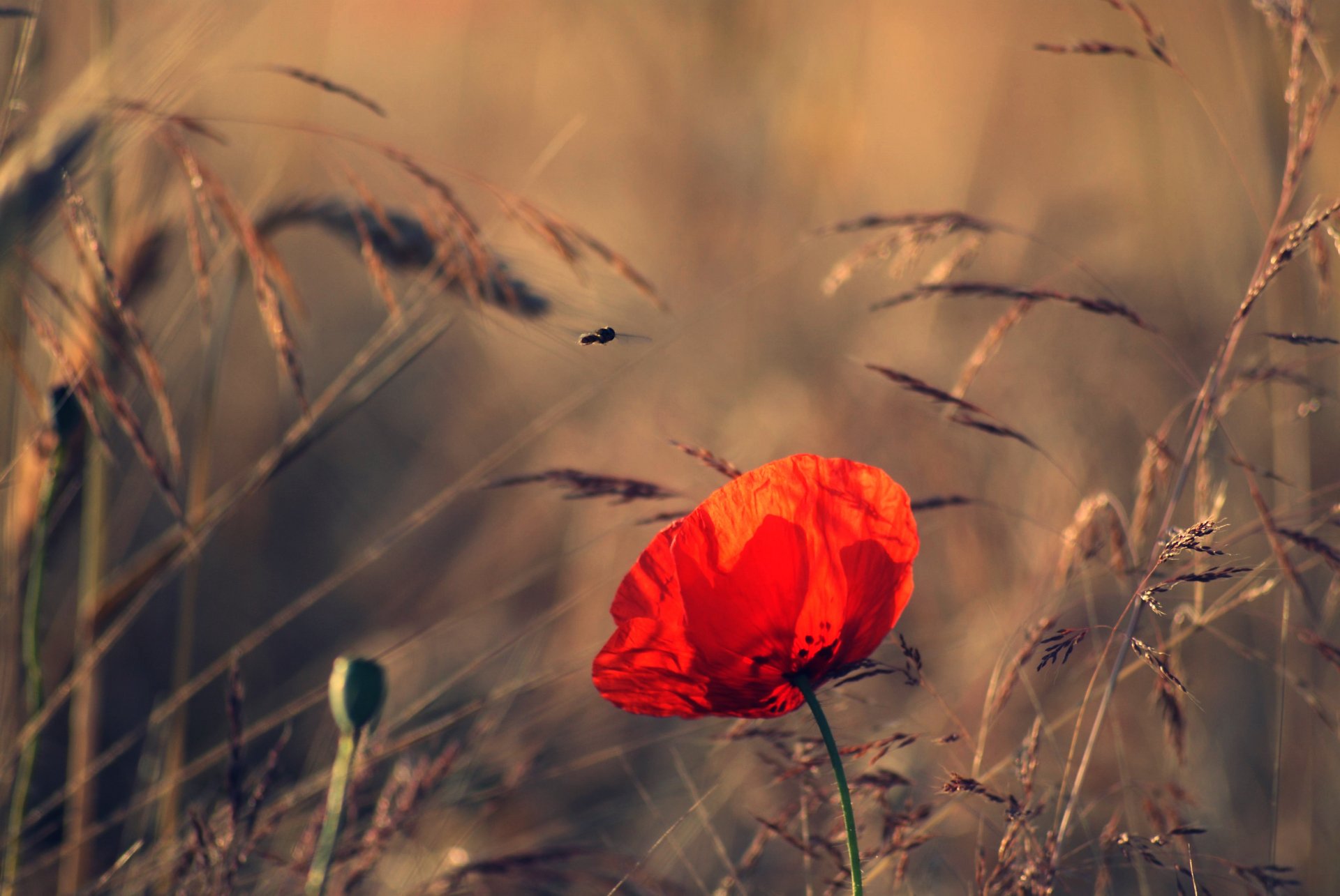 natur sommer abend feld ährchen blume mohn