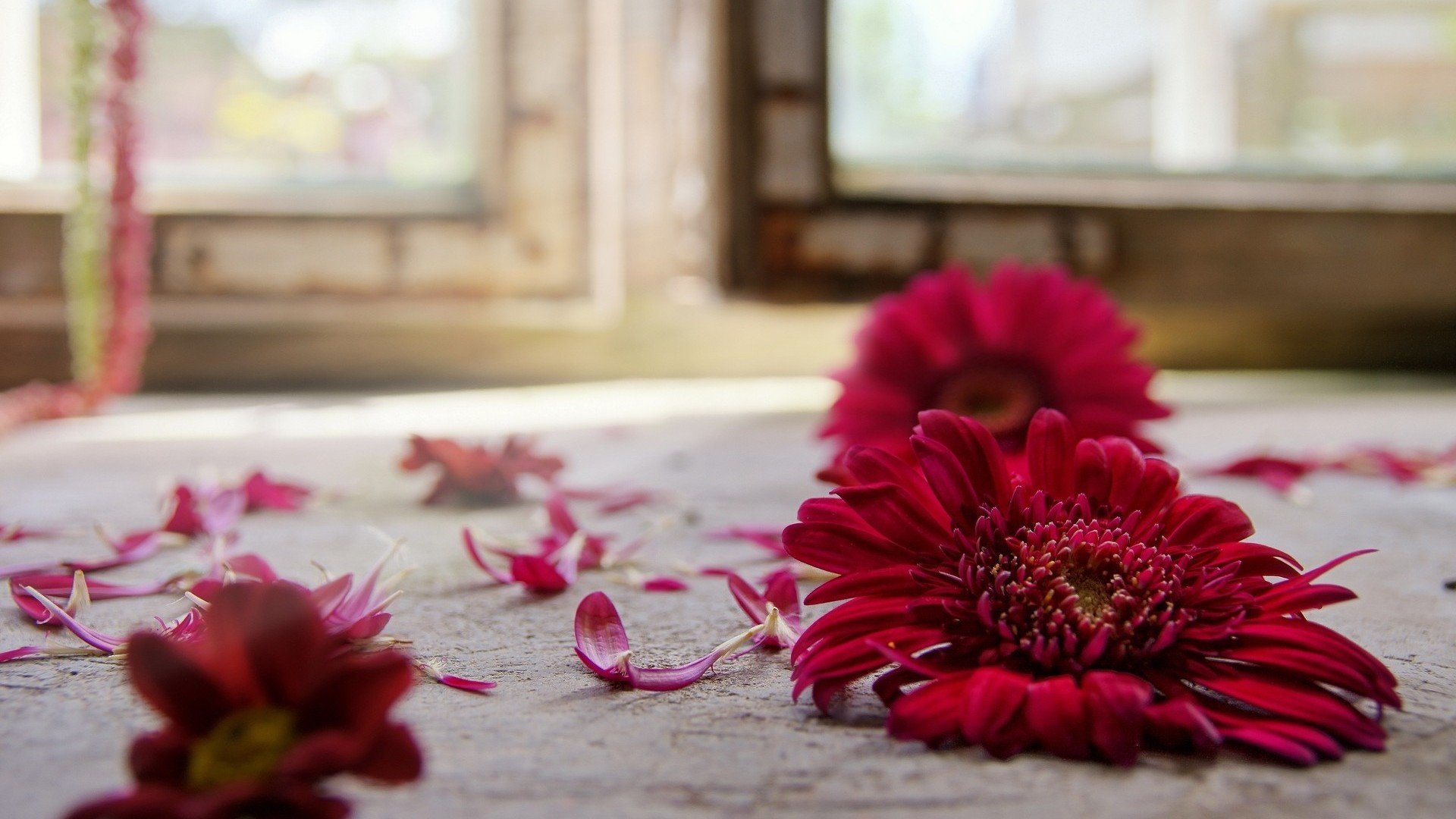 red flower gerbera on the floor