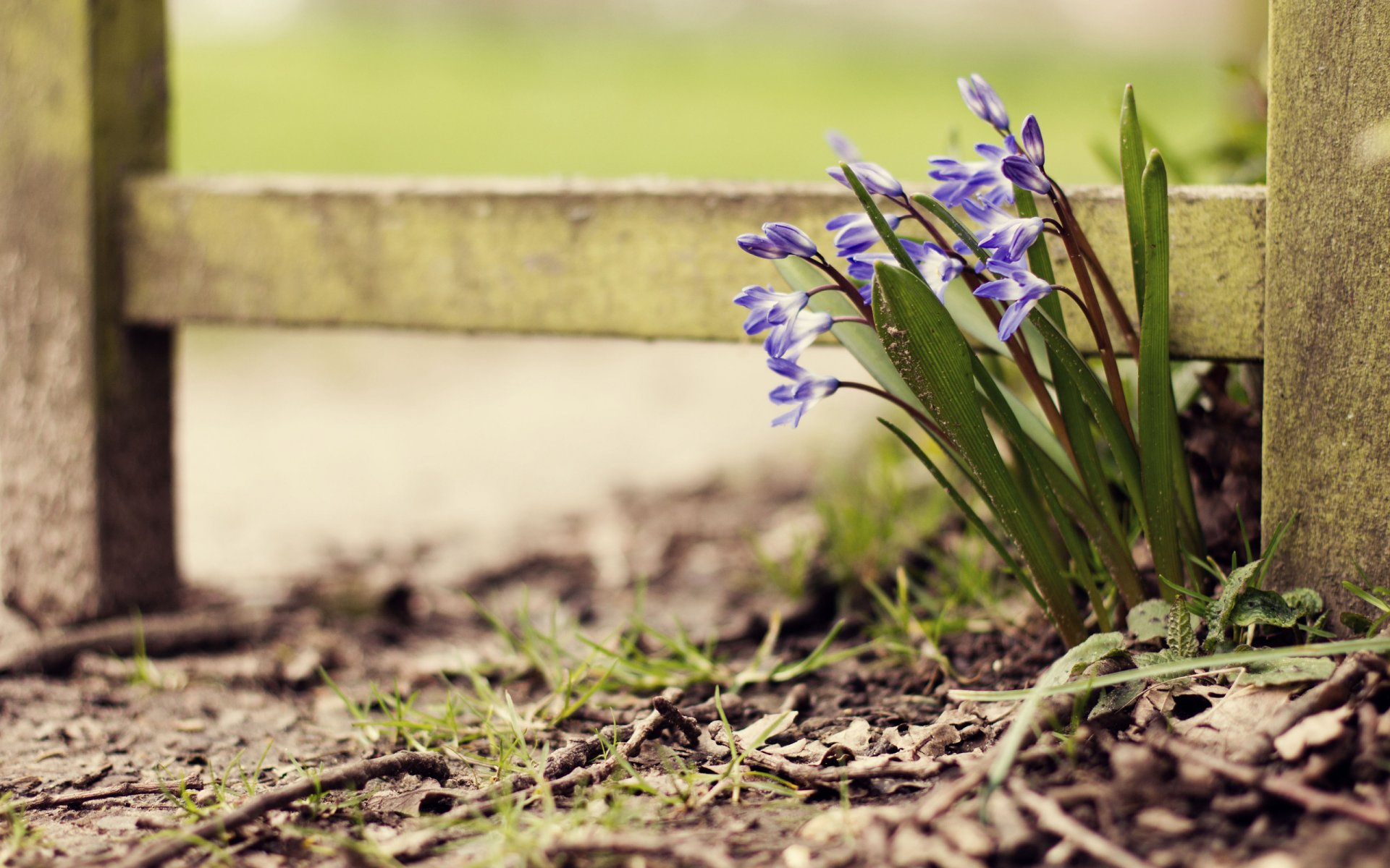 fiori macro recinzioni foglie fogliame foglia albero tavola tavole legno fiori carta da parati recinzione carta da parati