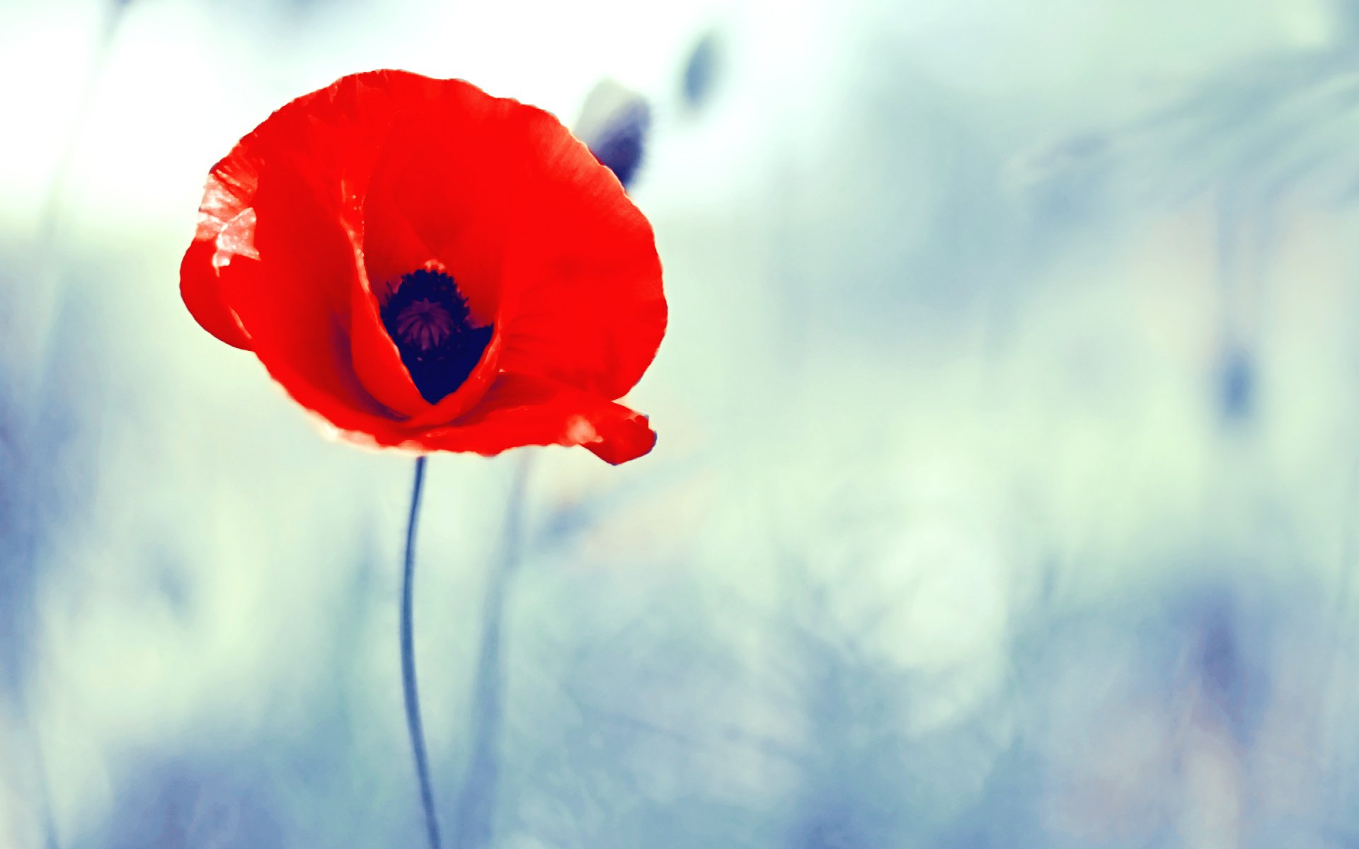 coquelicot bleu rouge