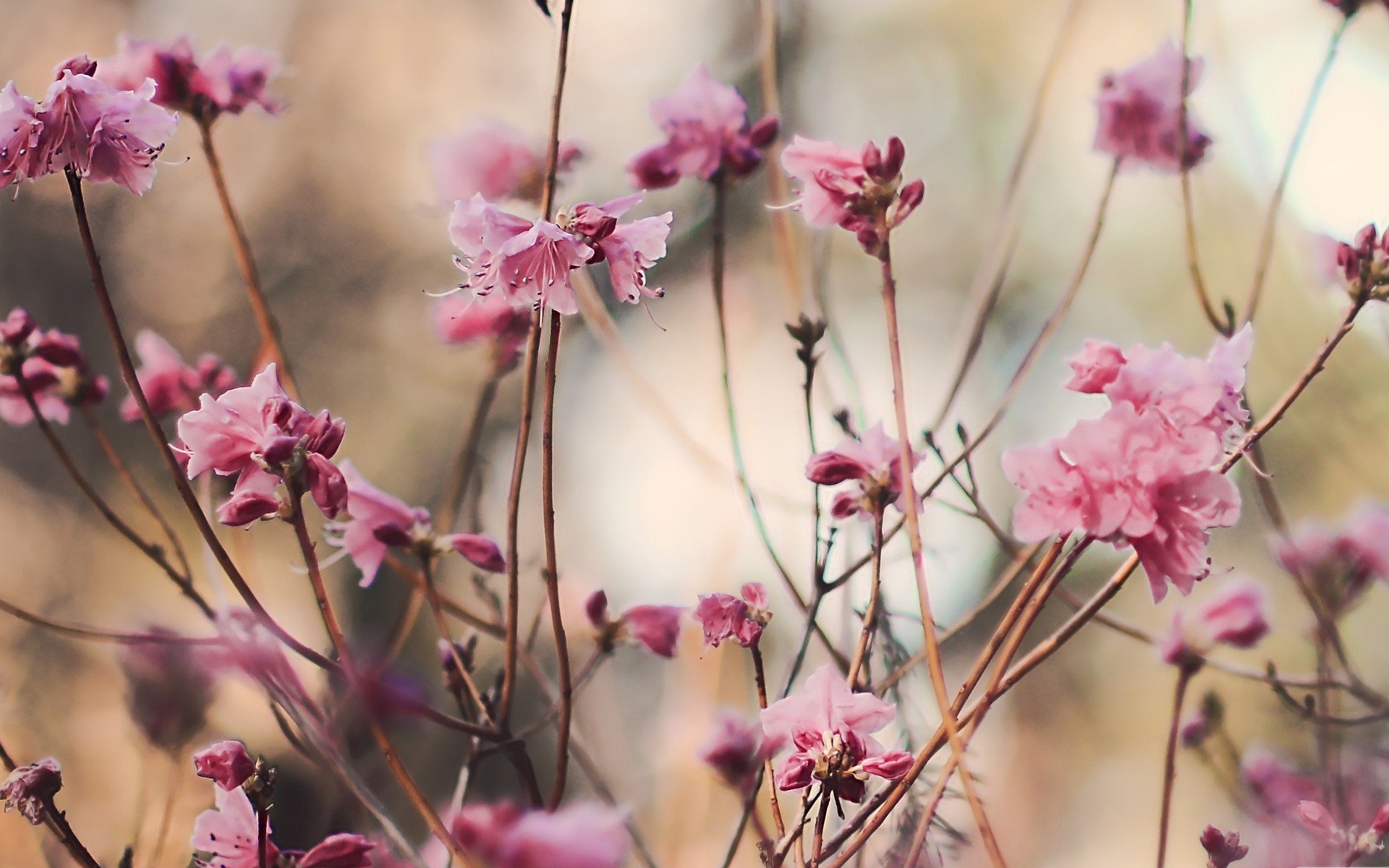 flower plant leaves branches pink nature close up