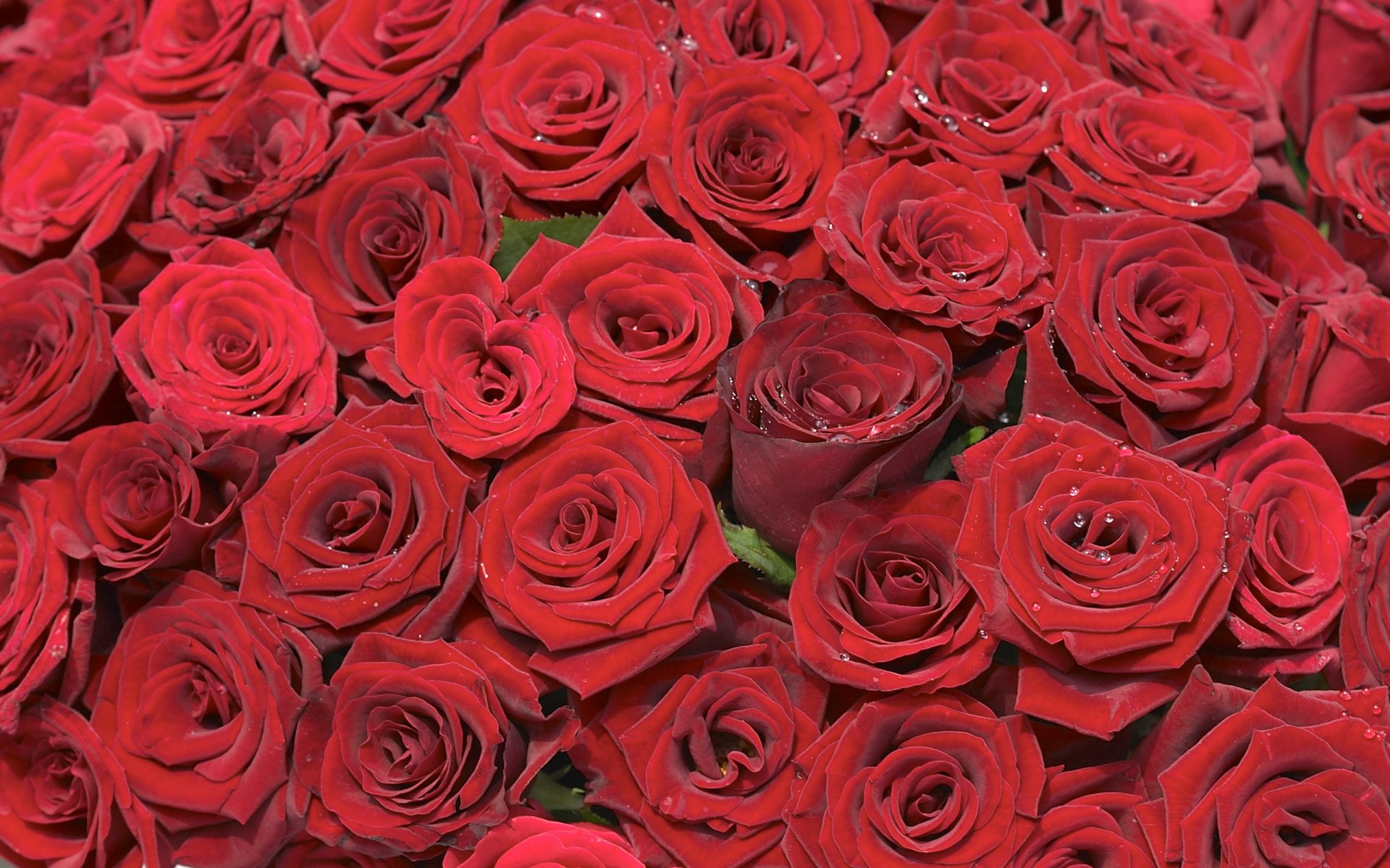 roses buds bouquet placer red background