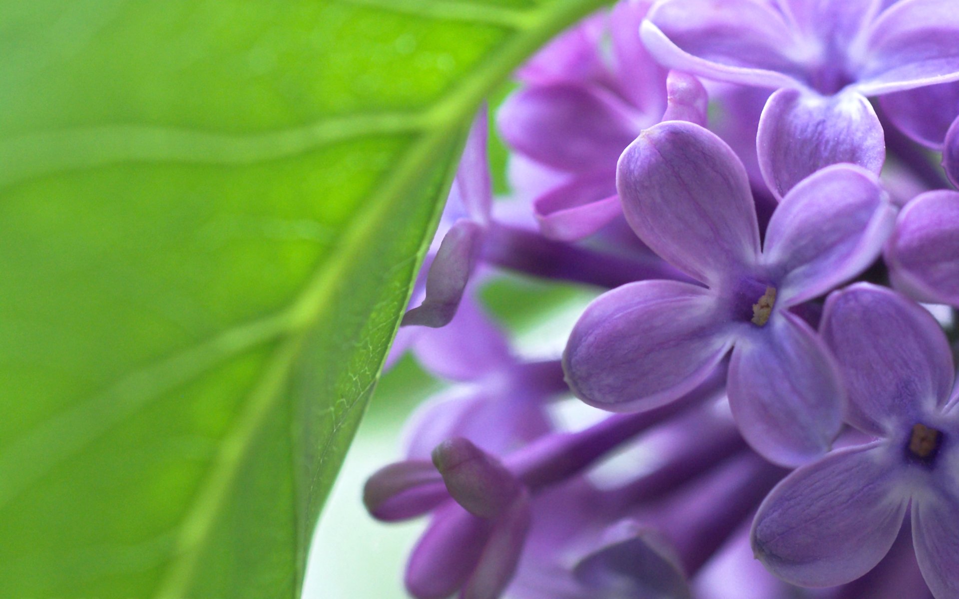 lilas fleurs feuille printemps gros plan