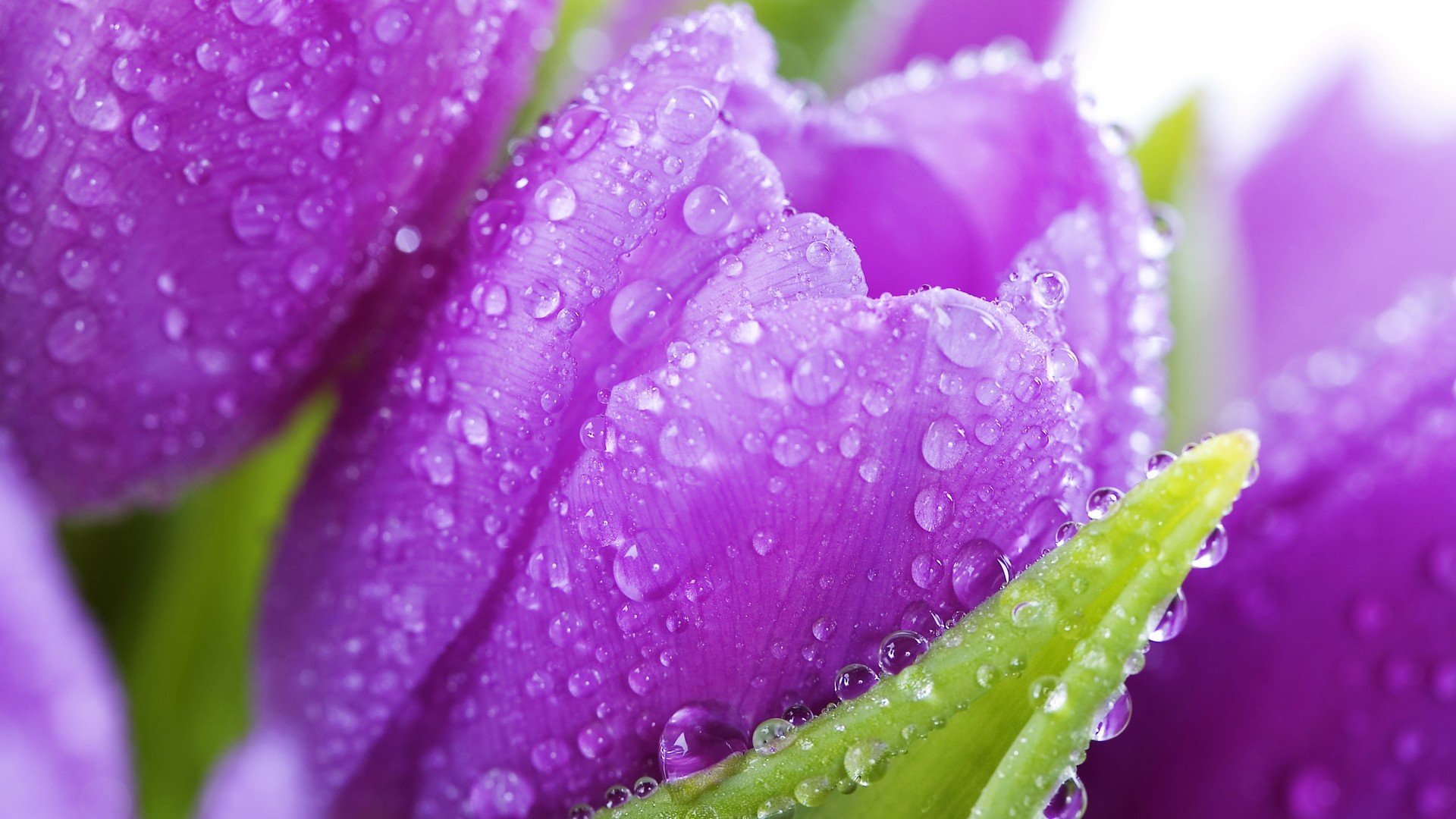 flower tulips water droplets close up